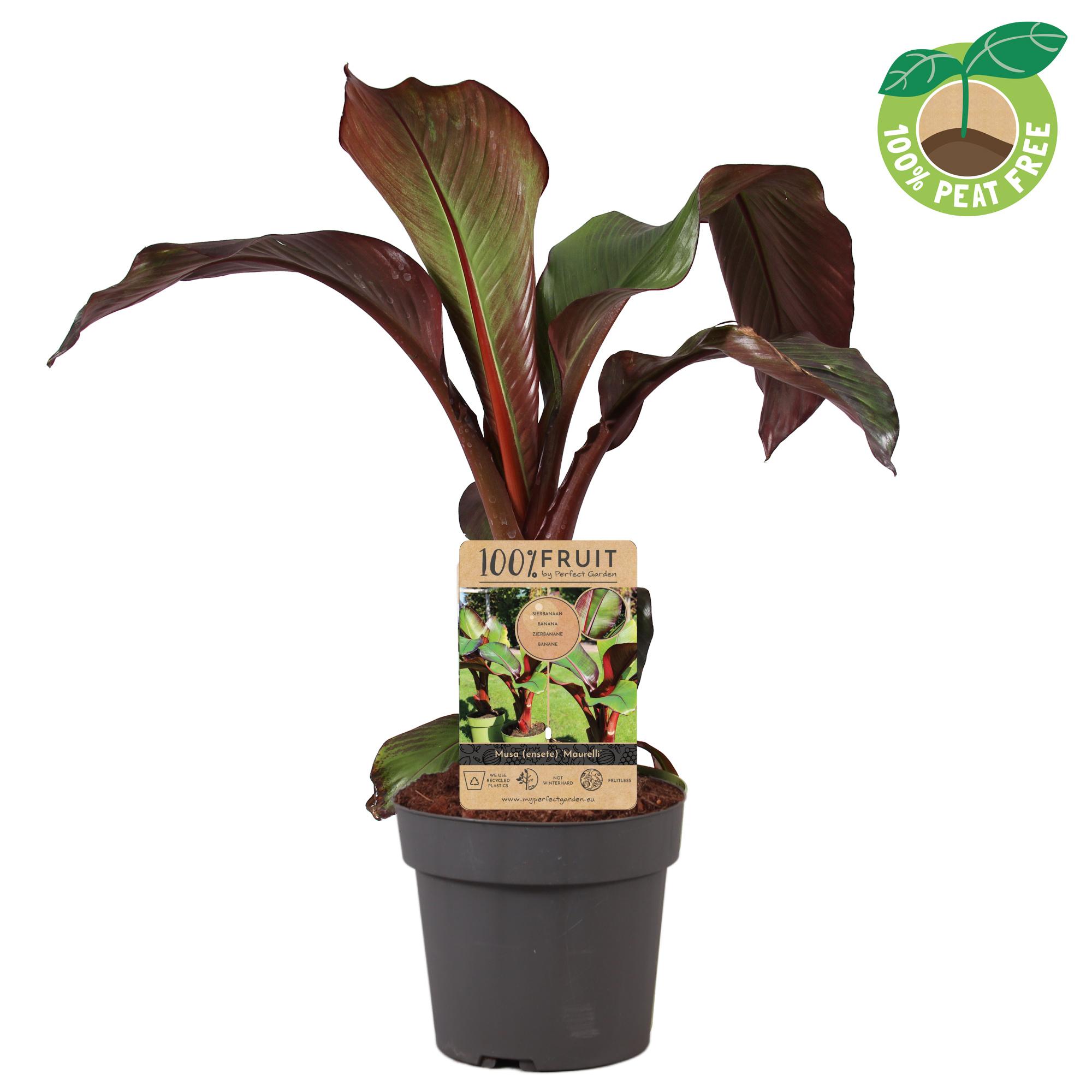 Picture of Musa (ensete) Maurelli P21 (4 Ltr)