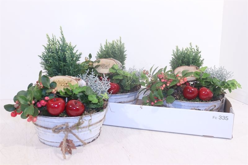Arrangement Garden Plants 22Ø