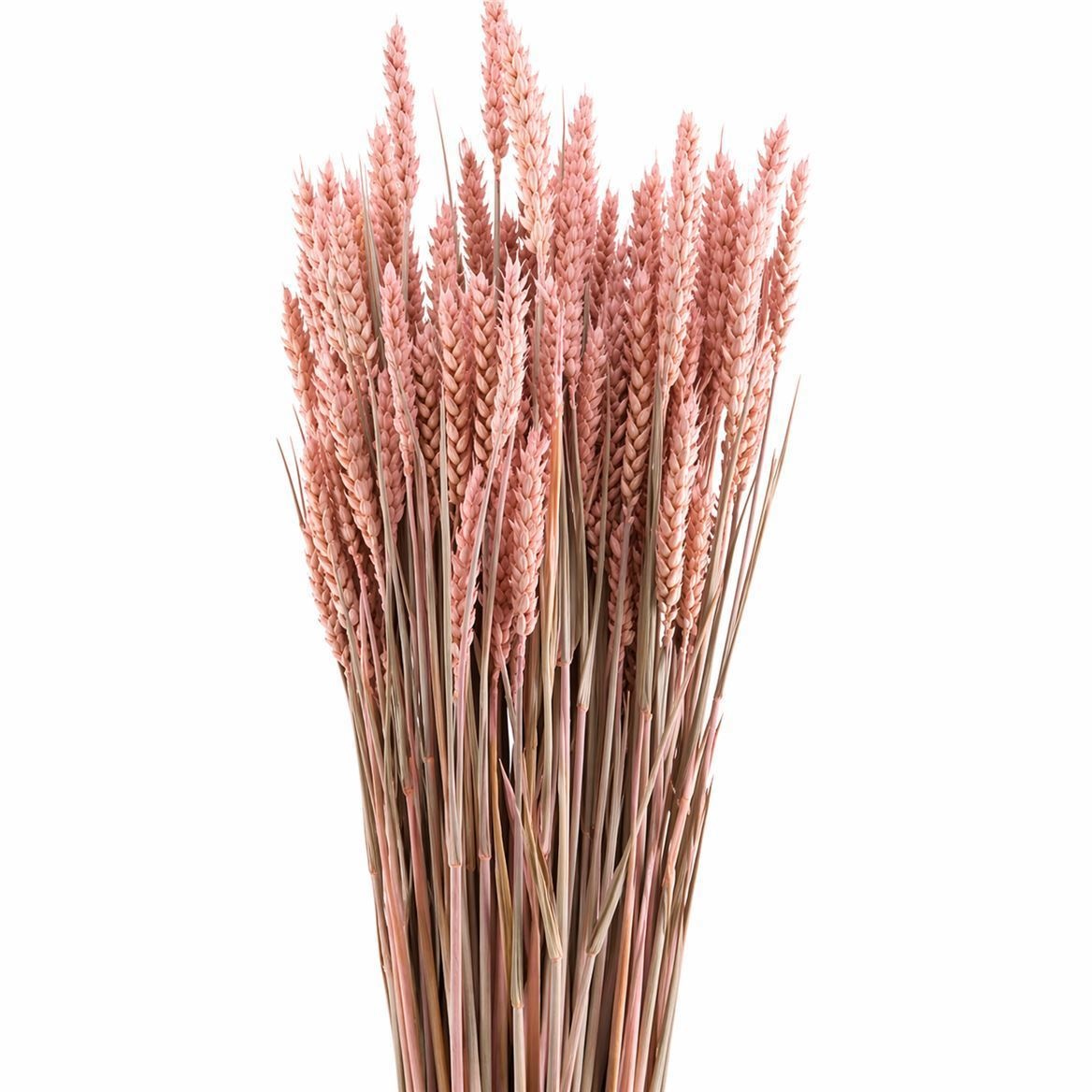 Dried/preserved Flowers Misc 60cm 200gram