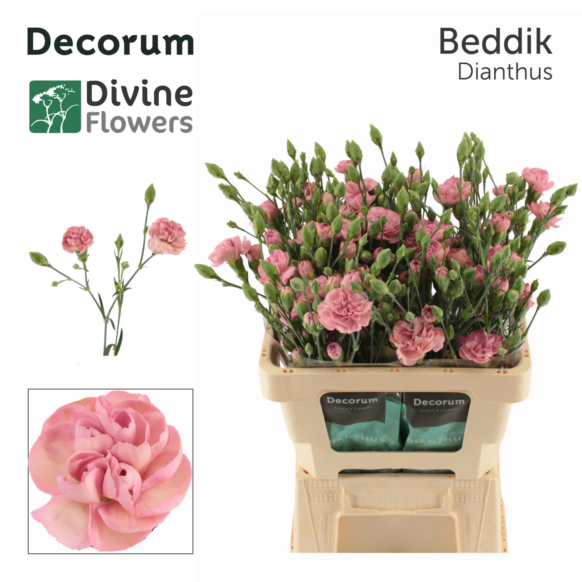 Di Tr Beddik 60cm