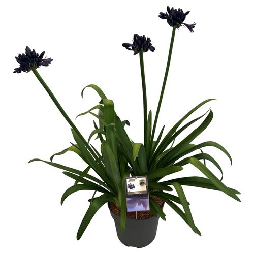 Agapanthus 'Black Night' sense p36 Asra