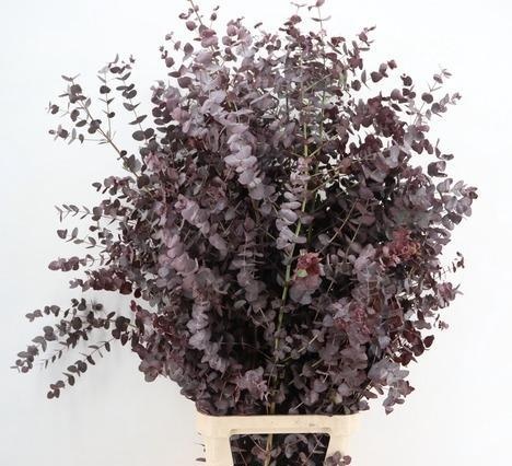 Eucalyp Klb Bs H% 150L.cm