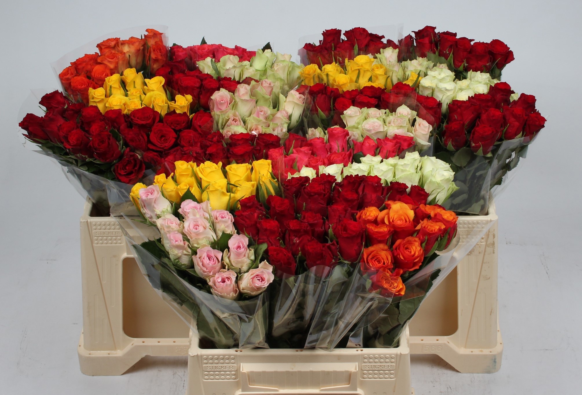 Rosa Sw Mixed In Fust 40cm