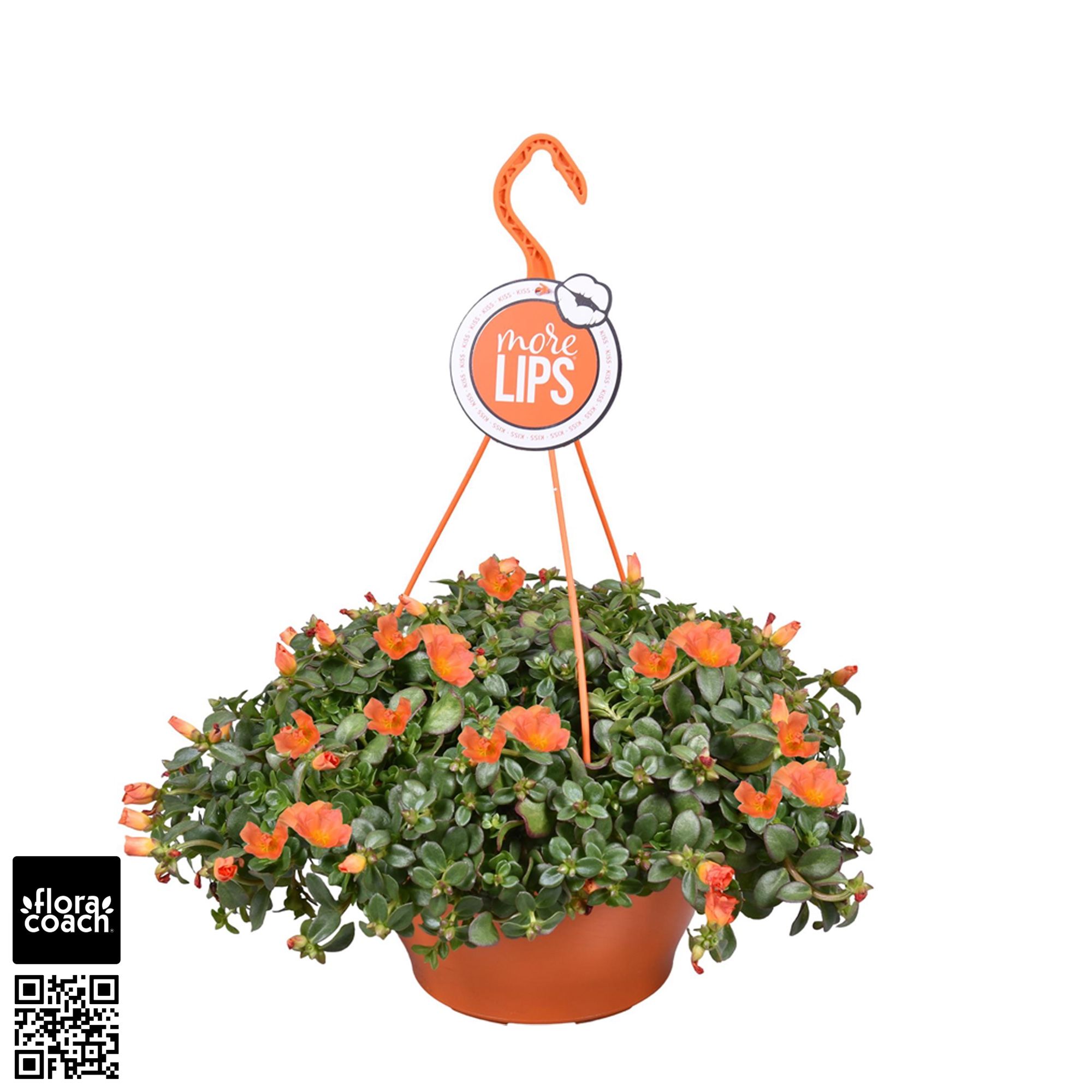 Portulaca MoreLIPS® Portulaca Orange