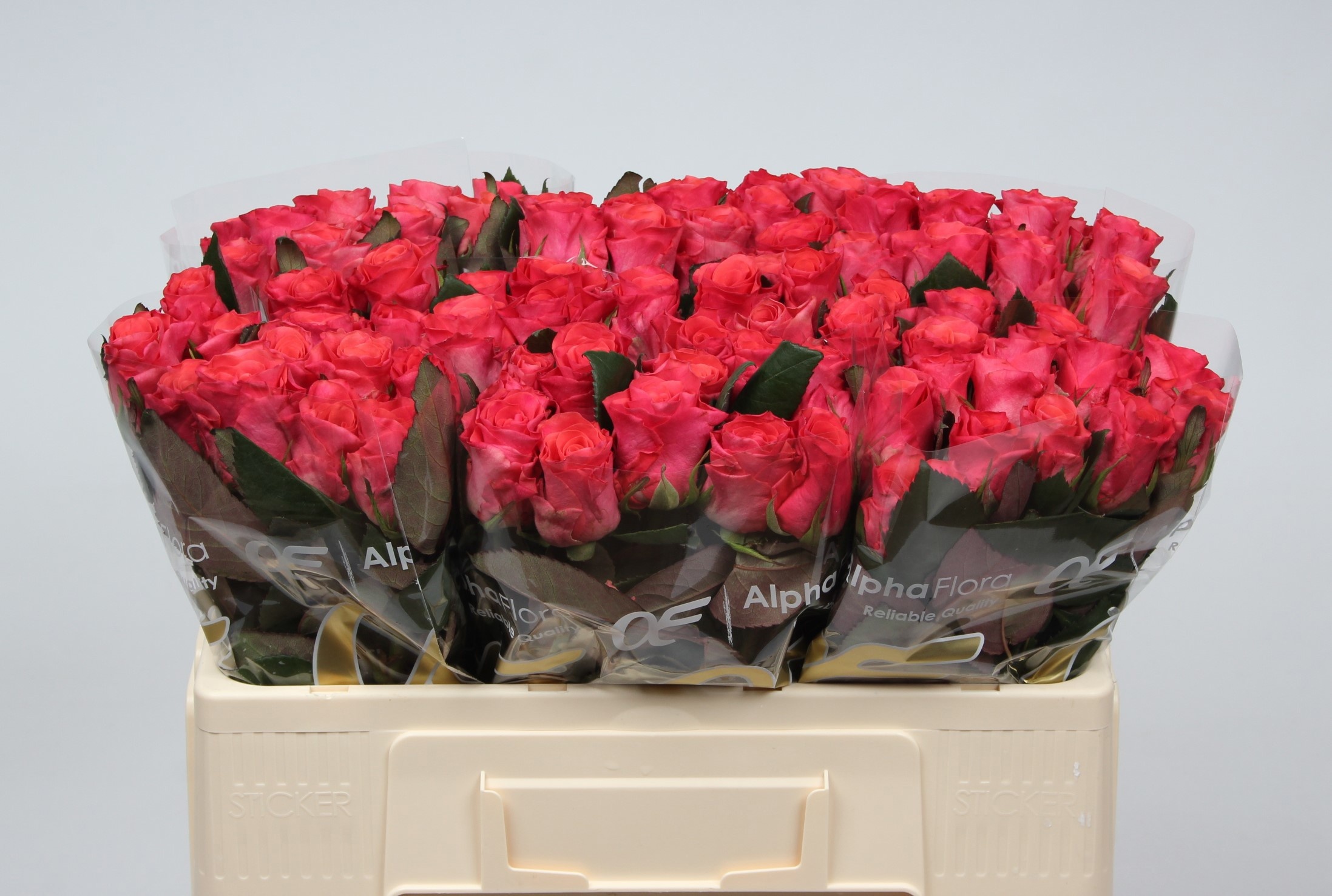 Rosa Pink Tacazzi 50cm