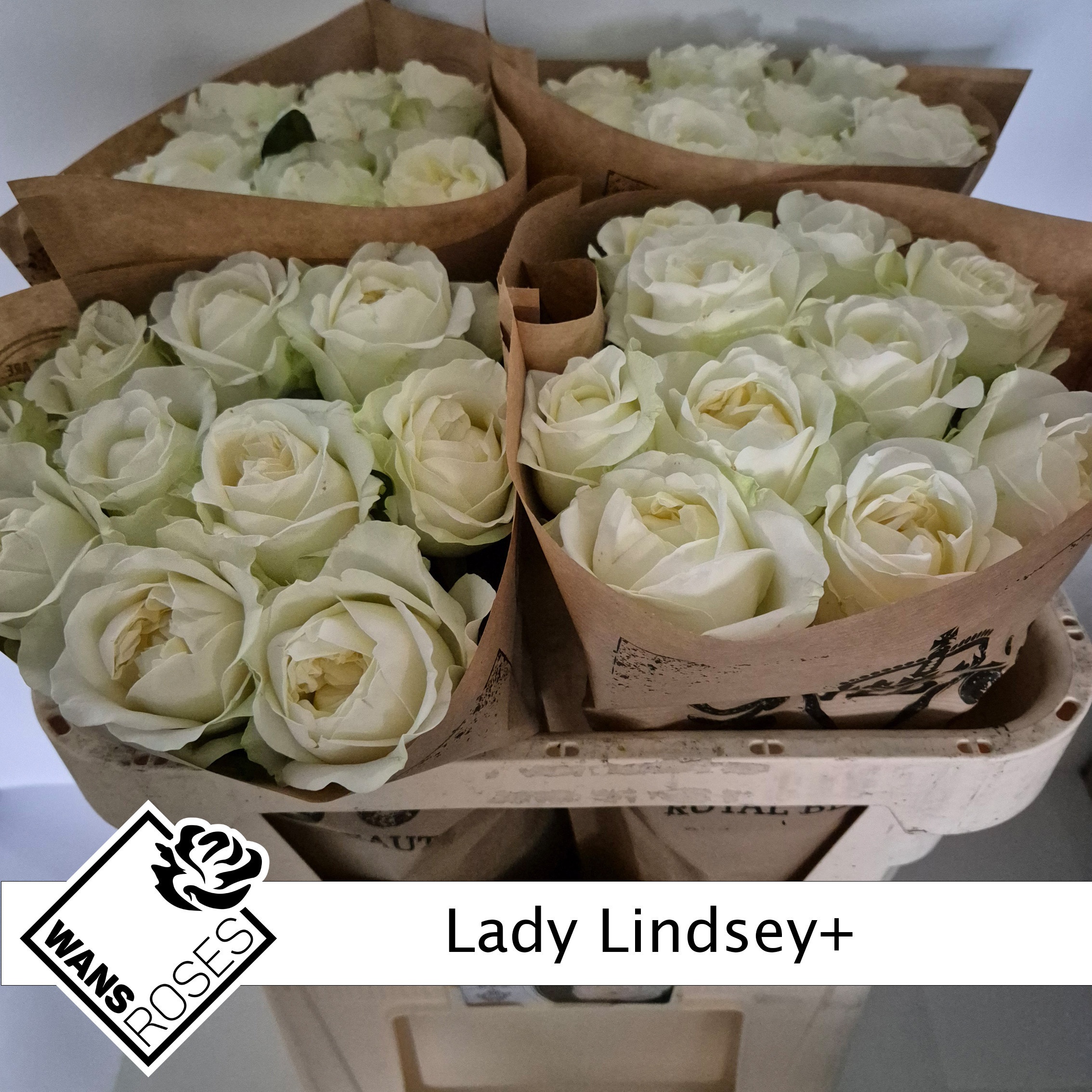 Rosa Garden Lady Lindsey+ 70cm