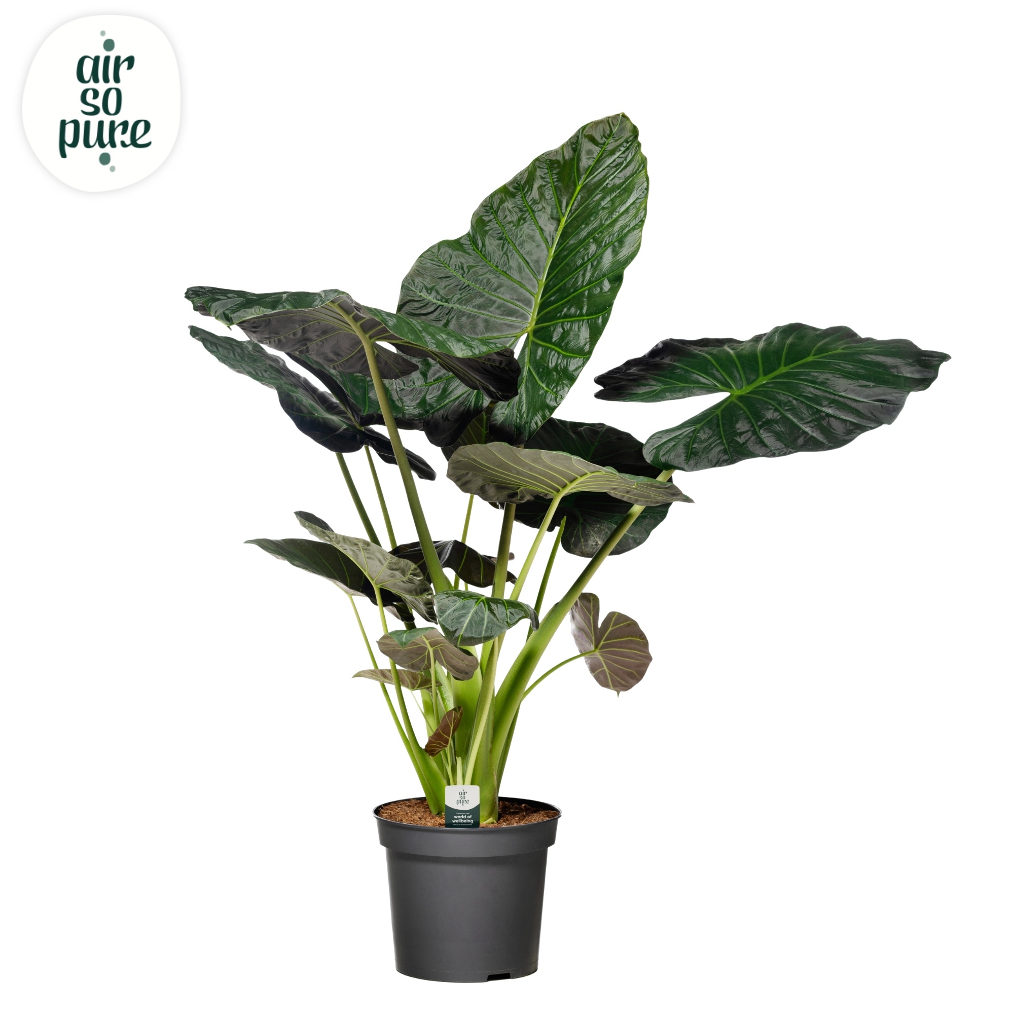 Alocasia Regal Shield (Air so Pure)