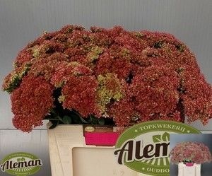 Sedum Herbstfreude 50cm