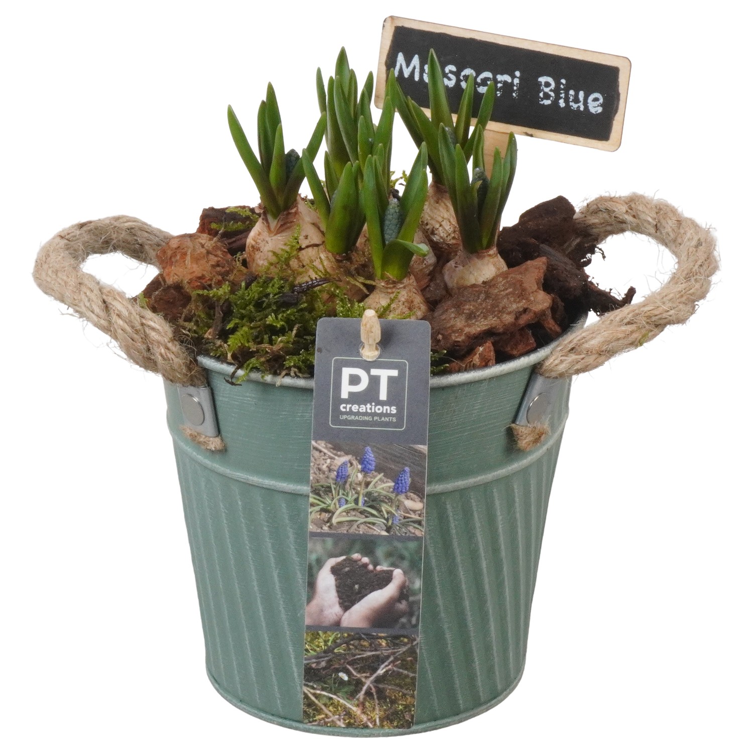 Picture of PTMB1045 Arrangement Muscari in zinc deco pot P13 18cm