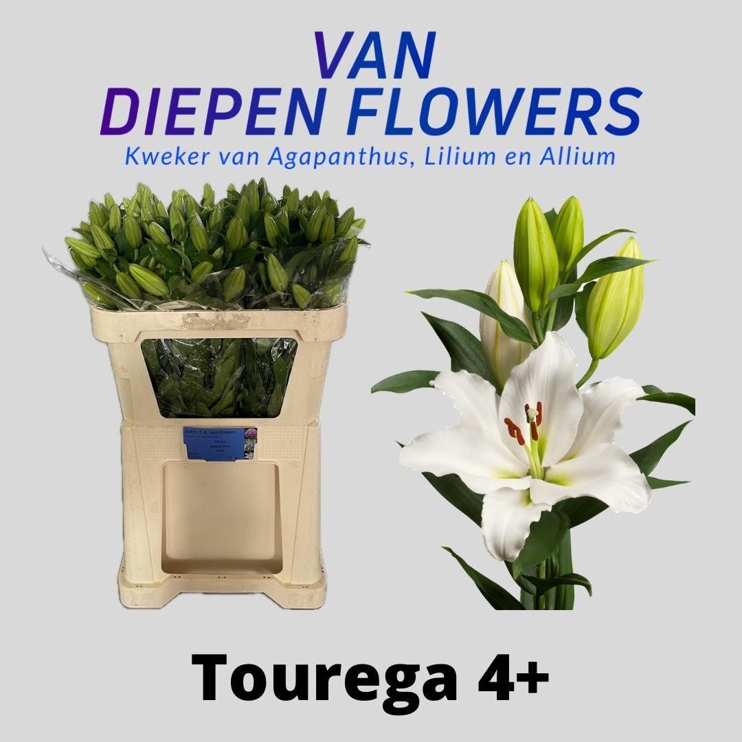 Li Or Tourega