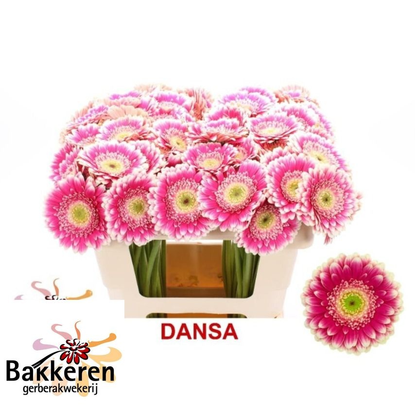 Ge Mi Dansa