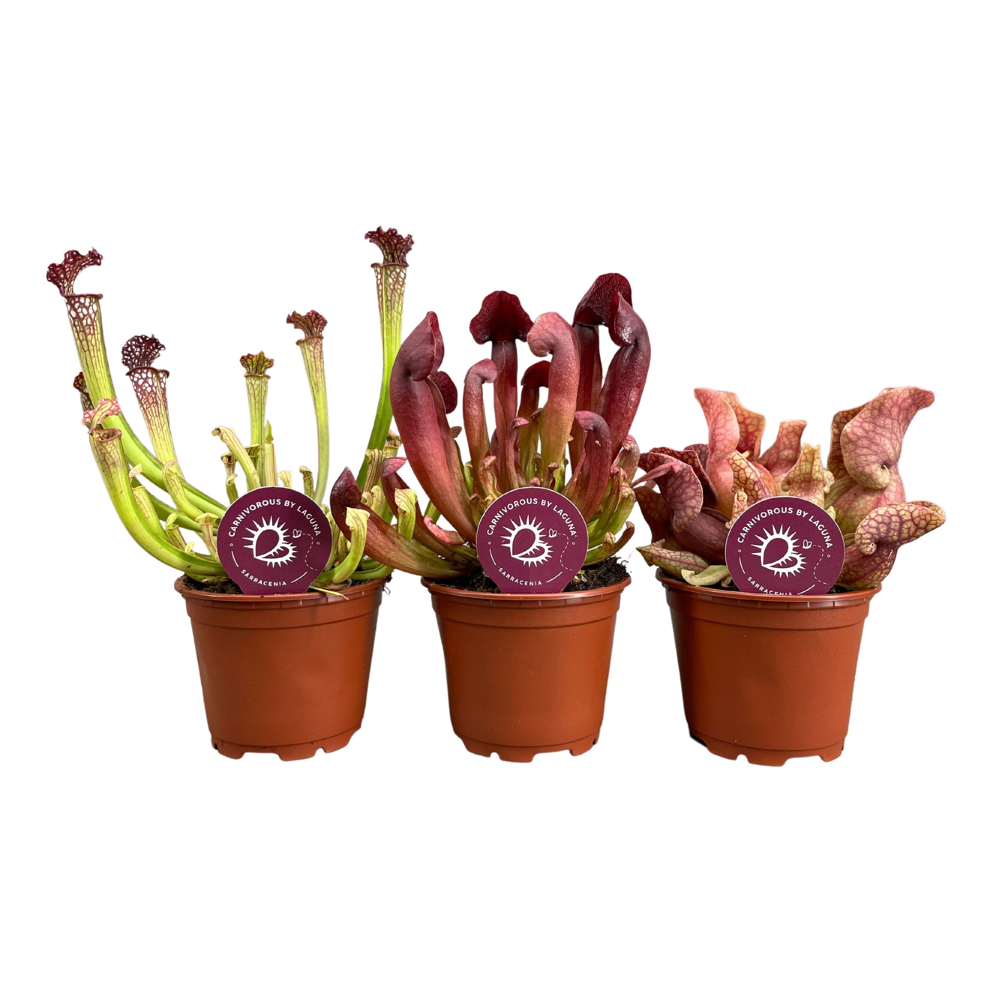Sarracenia Ov 508P 30H