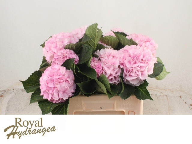 Hydrangea Royal Grandeu 50cm 15Ø