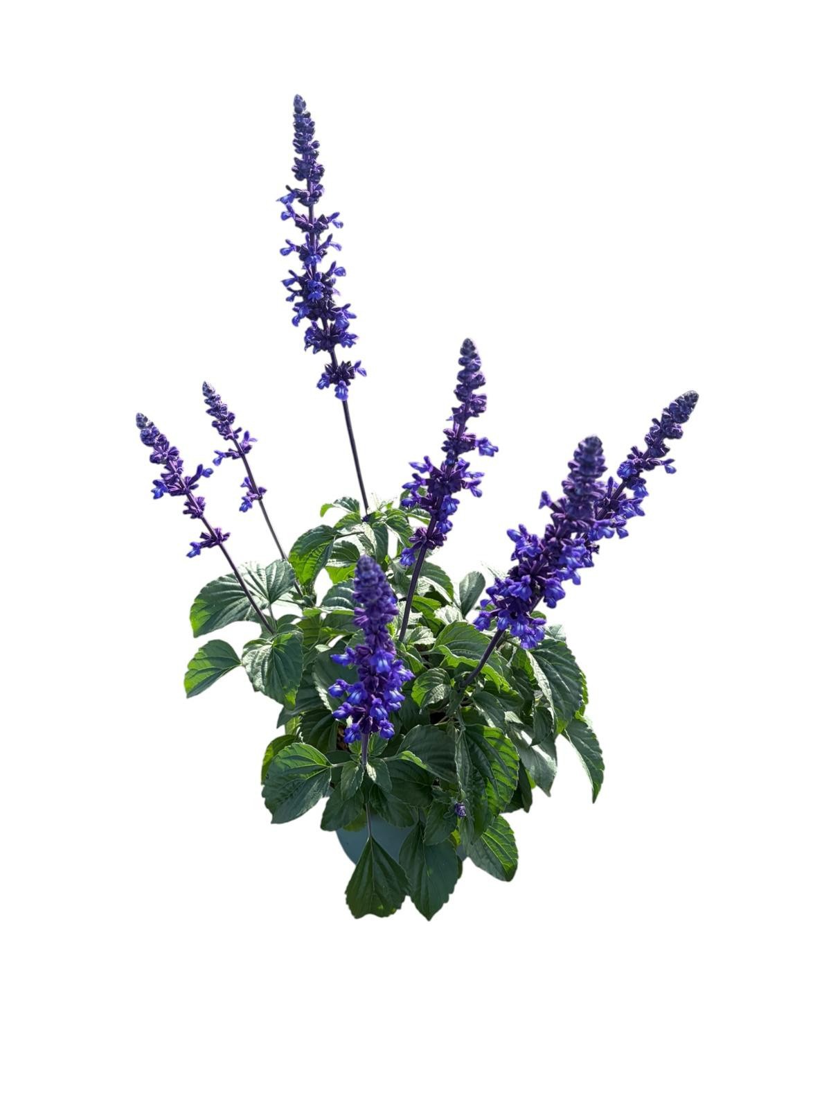 Salvia 'Mystic Spire'