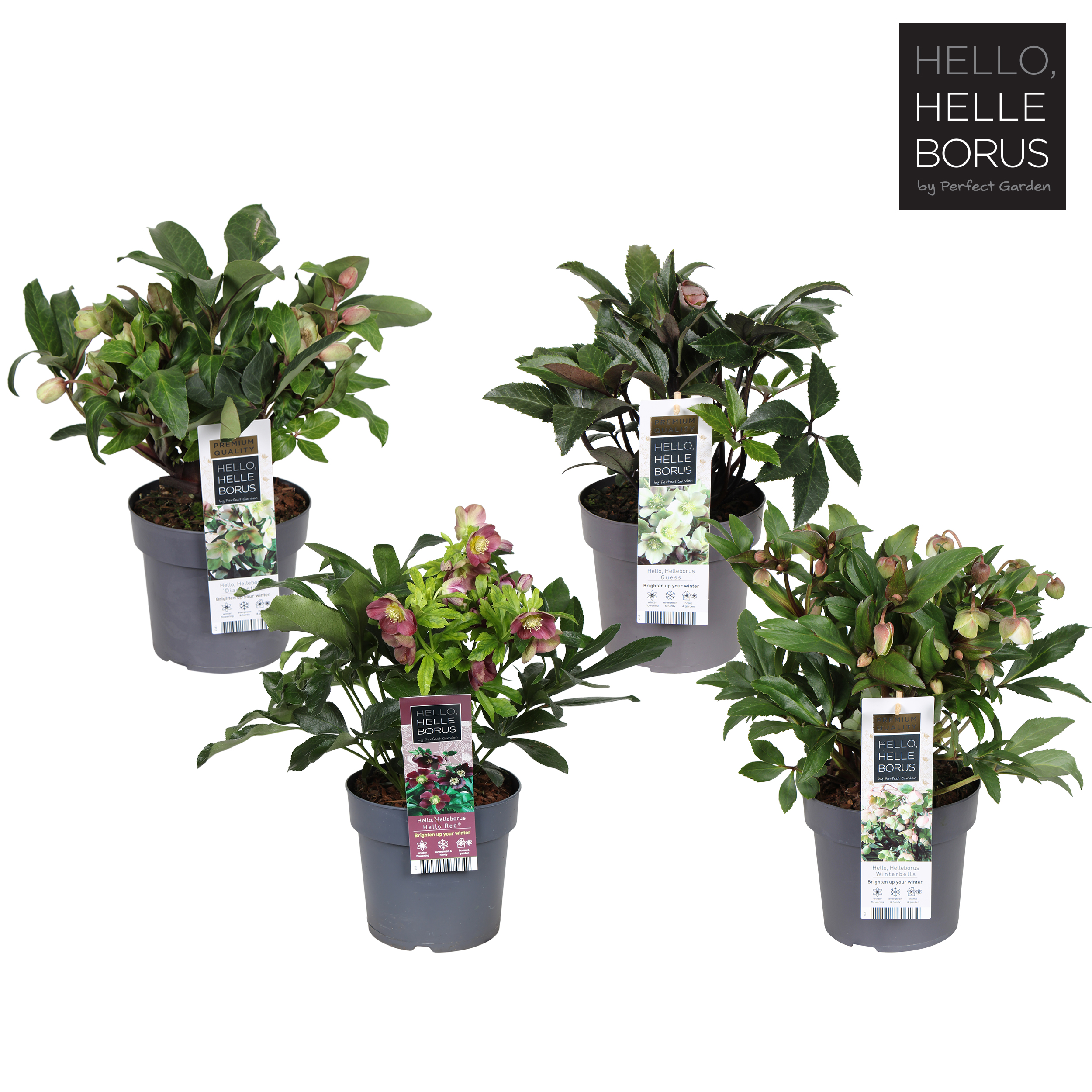 Picture of Helleborus in varieties P17 (2 Ltr)