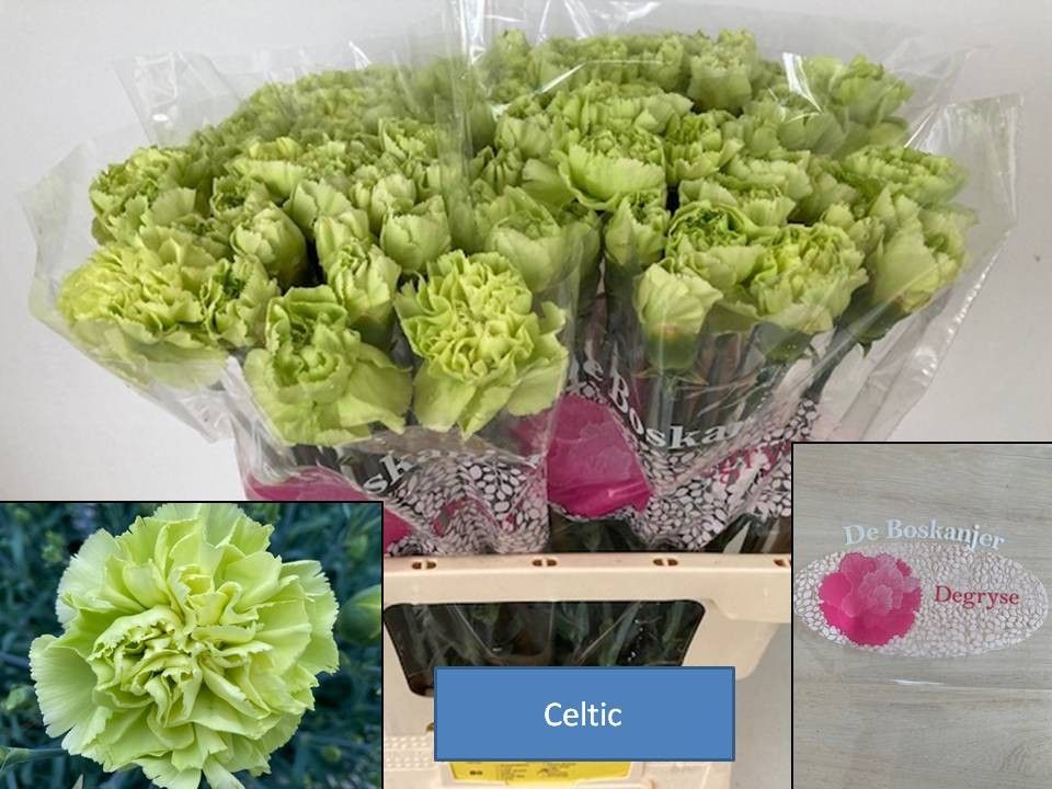 Di St Celtic Green