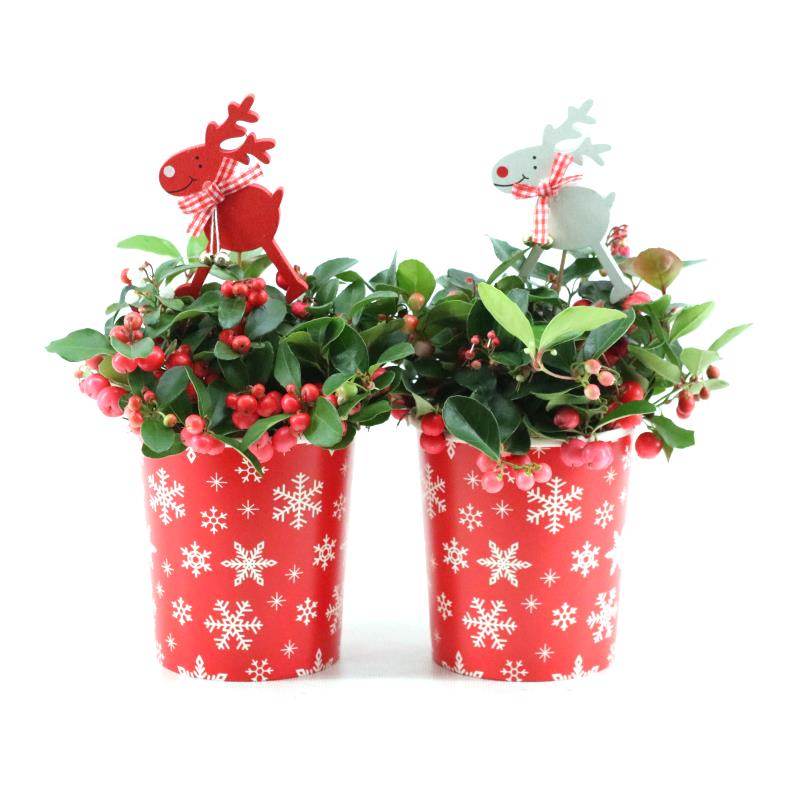 Picture of Gaultheria pr. Big Berry P10 in Cup X-mas Deco + Reindeer P11 X-MAS