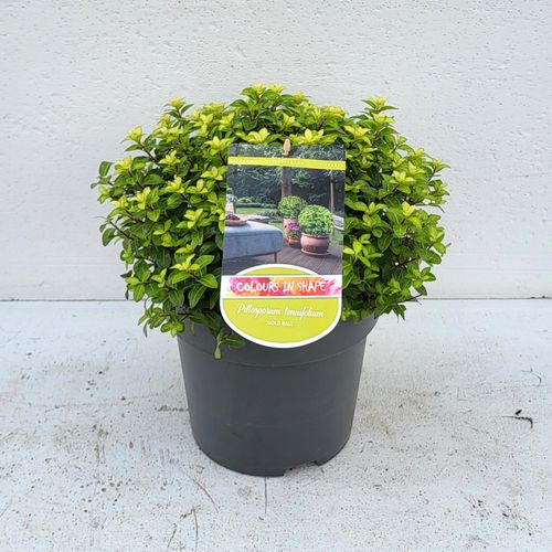 Pittosporum ten. 'Golden Ball' - 'Colours in Shape'p23