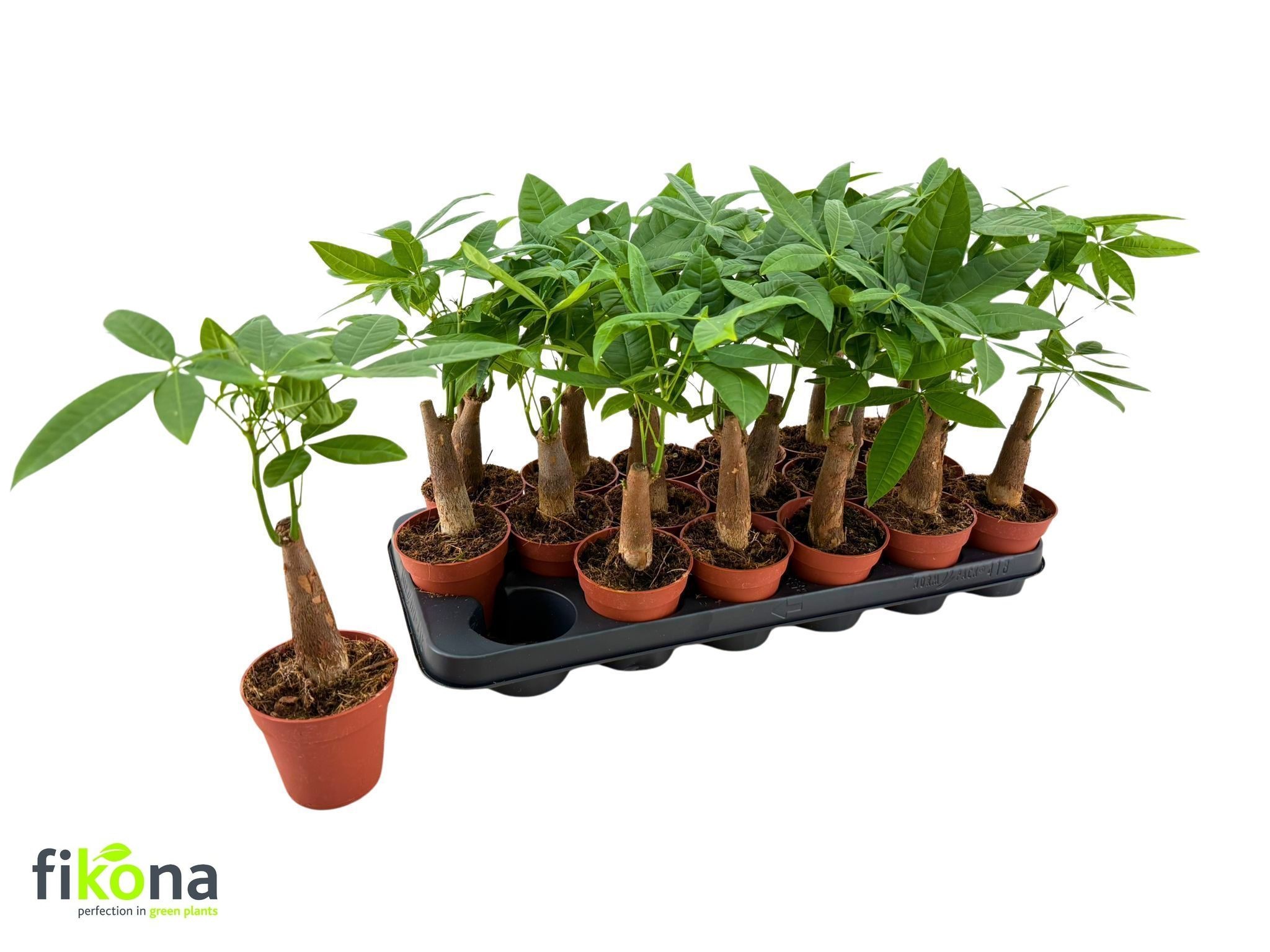 Pachira Aquatica 9Ø 30cm