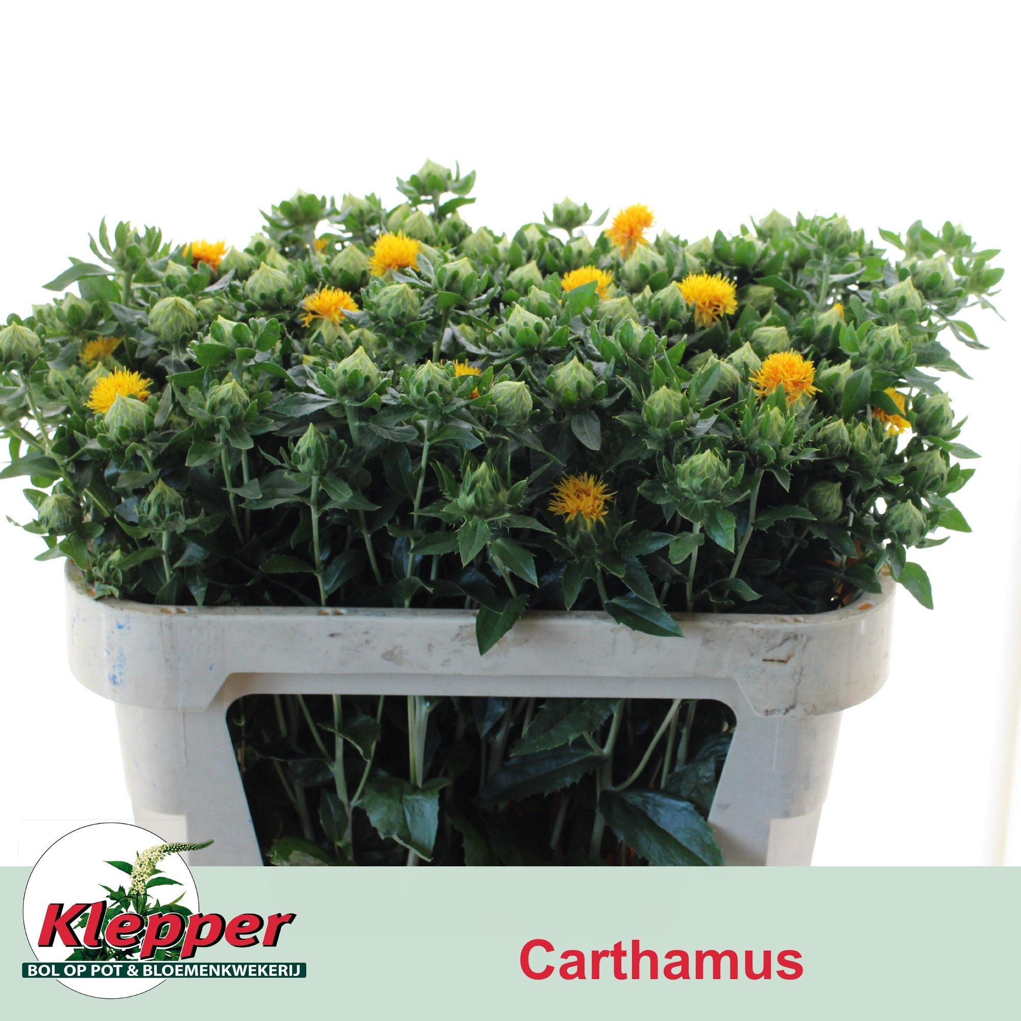 Carthamus Zanzibar 70cm