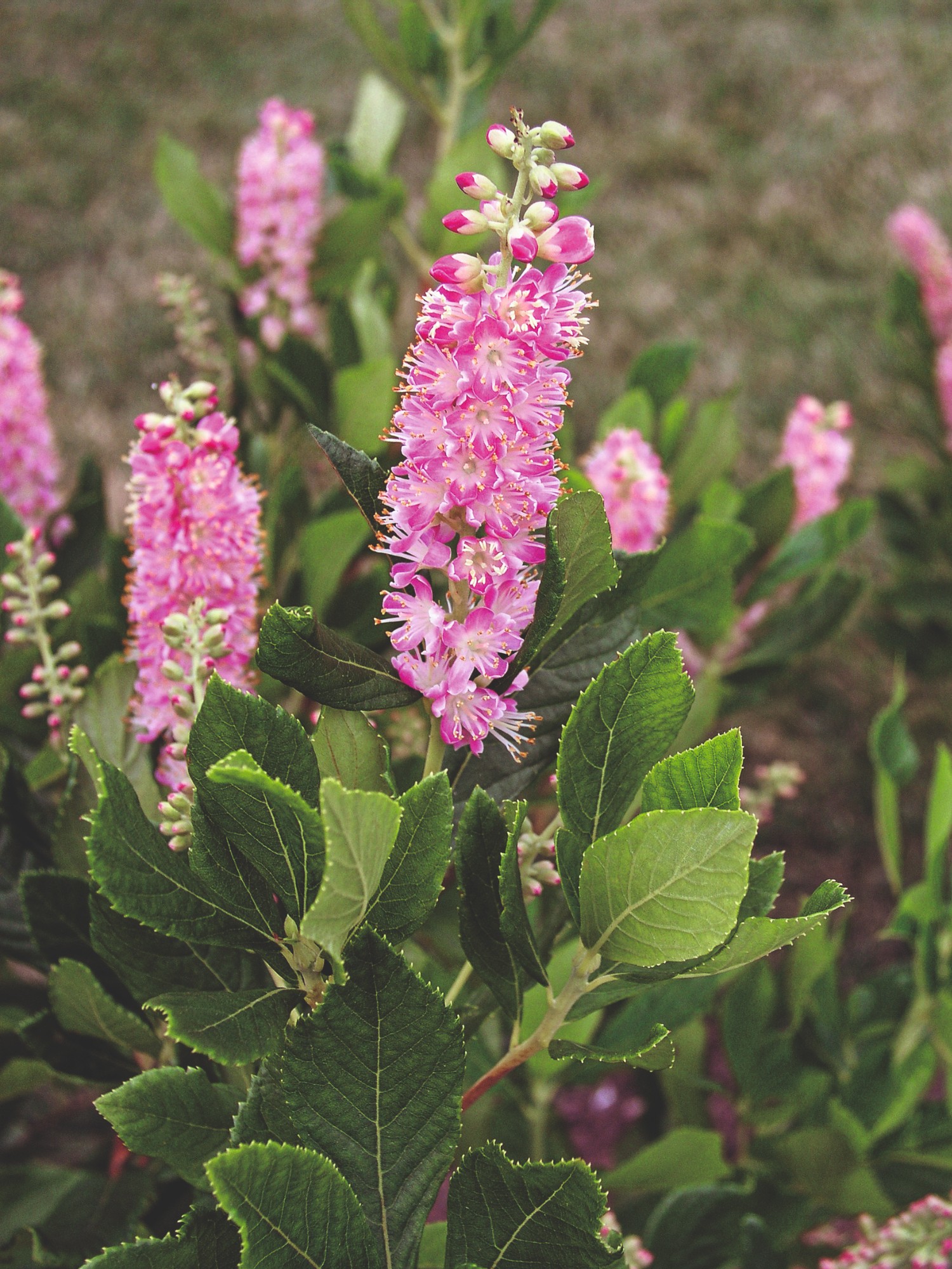 Picture of Clethra alnifolia Ruby Spice P19 (3 Ltr) (LOOSE)