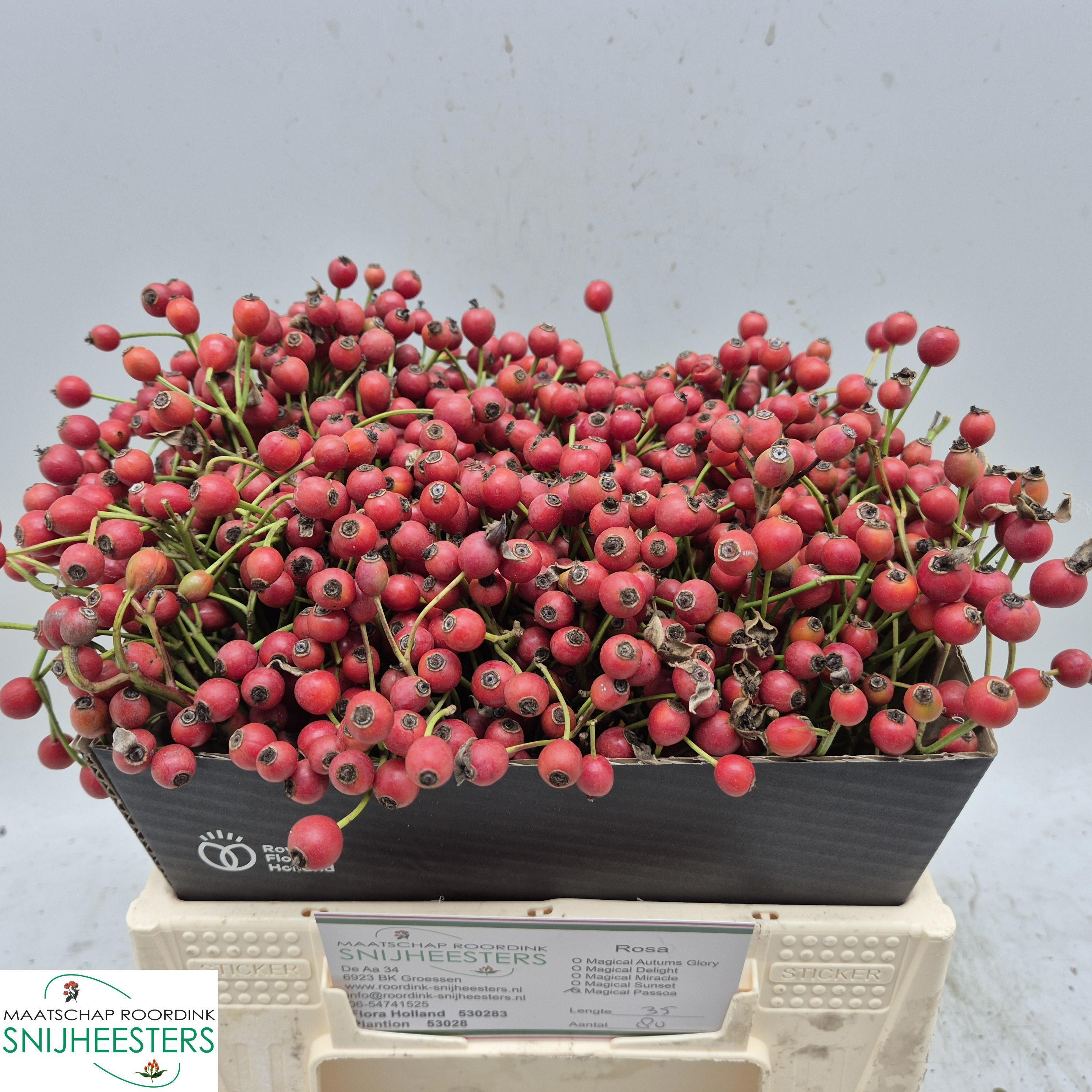 Rosa Mag Autum Glory 35cm