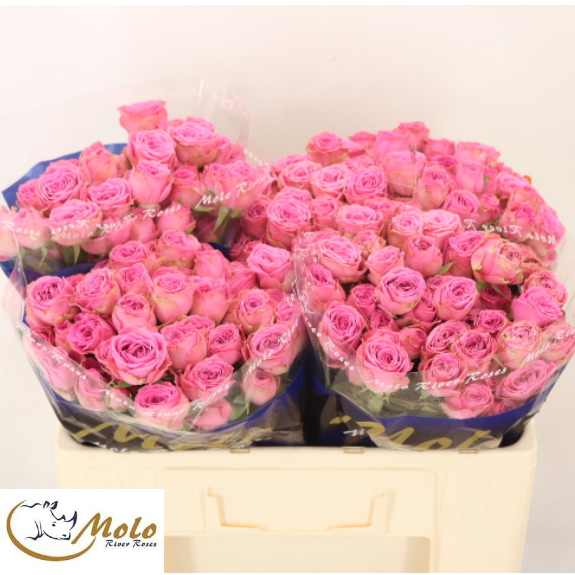 R Tr Paulette! 60cm