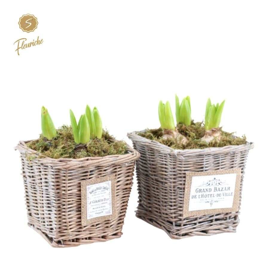 Picture of (3410) Hyacint Willow Basket Square [L] P14 25CM