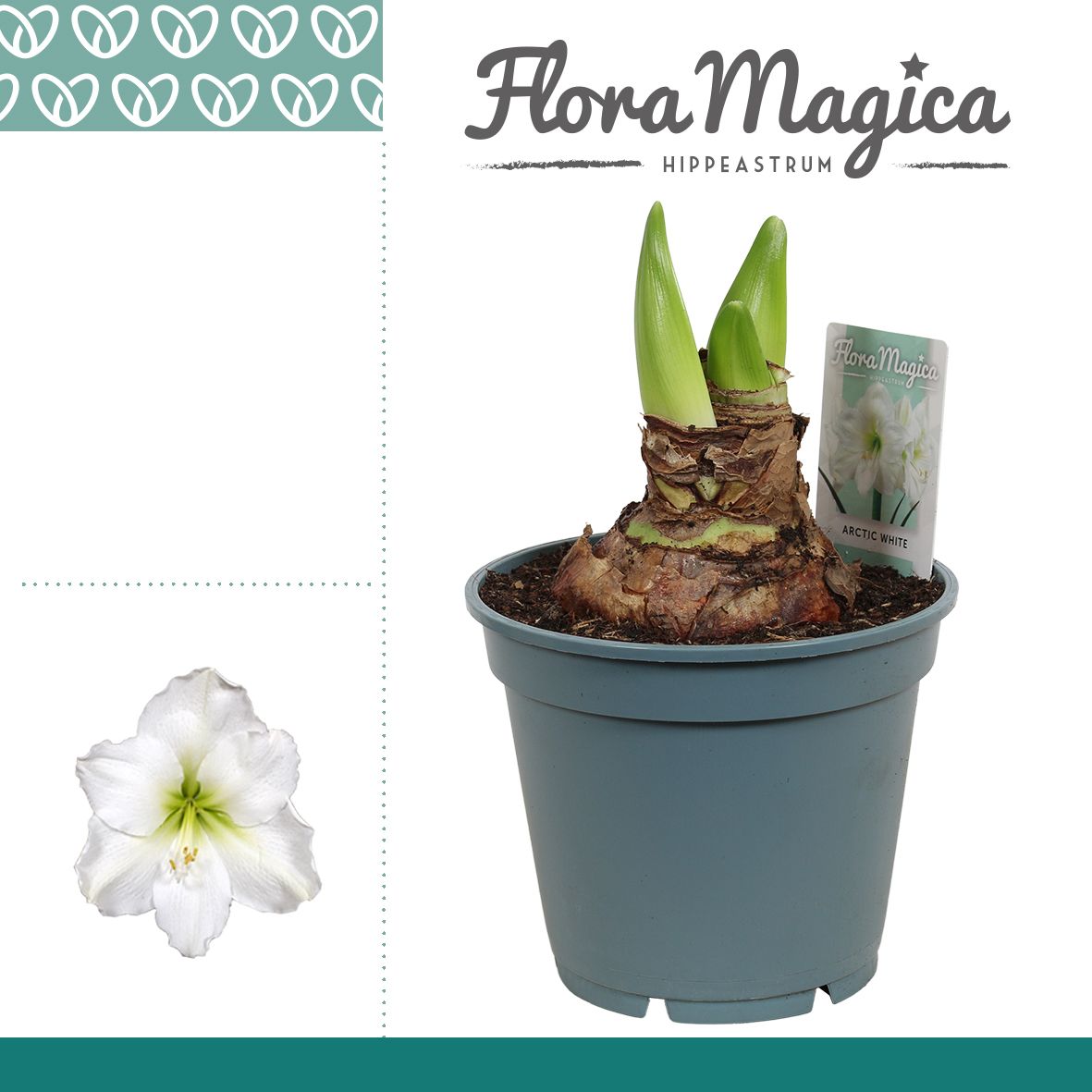 Amaryllis Arctic White 2/3 Knop Bolmaat