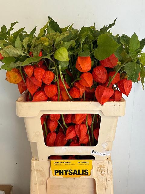 Physalis 60cm