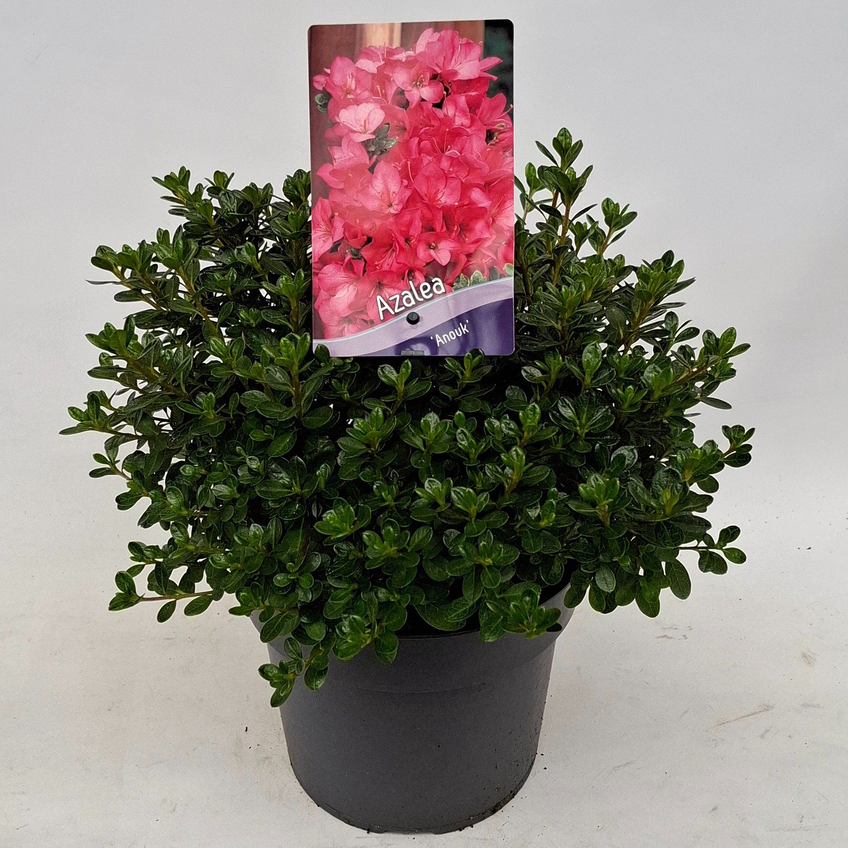 Picture of Rhododendron (AJ) 'Anouk'