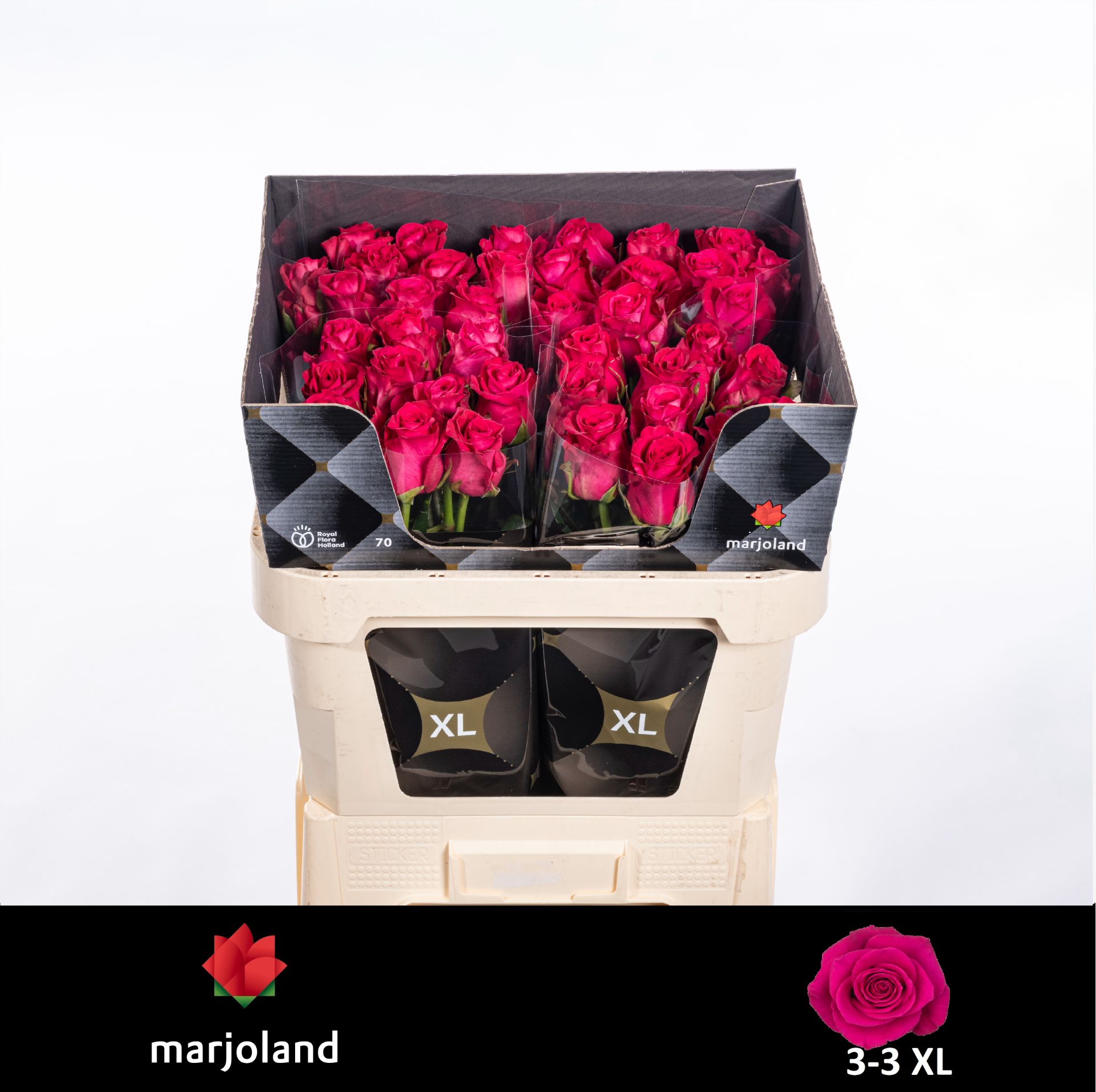 Rosa Xoch! 70cm