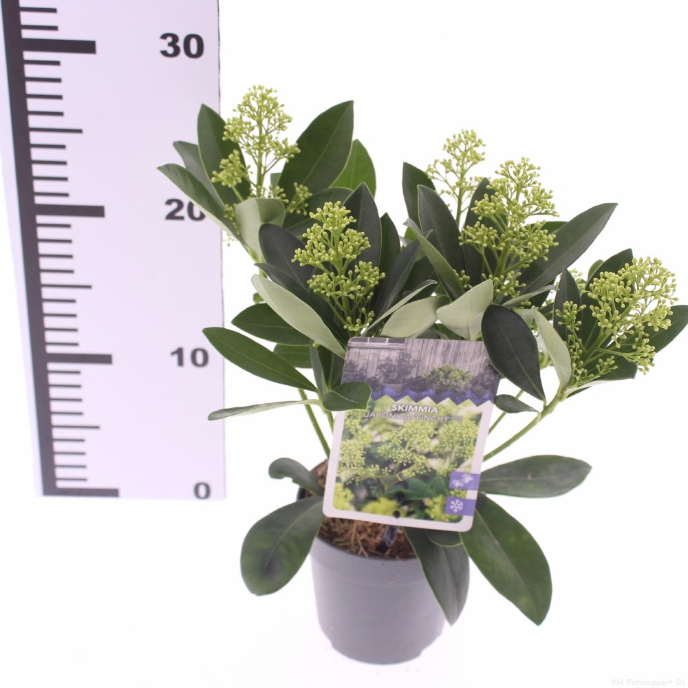 Picture of Skimmia jap. 'Finchy'