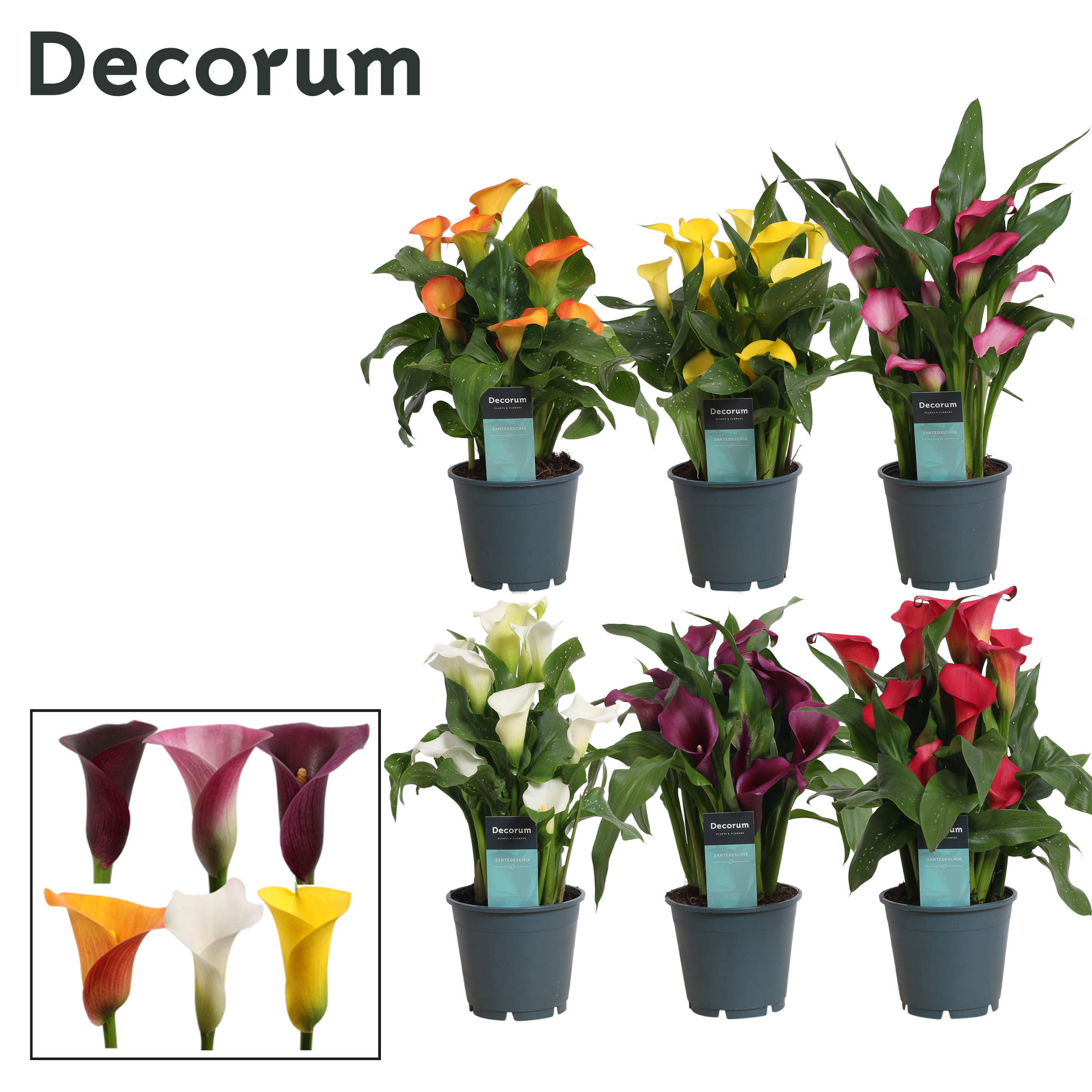 Picture of Zantedeschia varieties (Decorum) P14 45cm