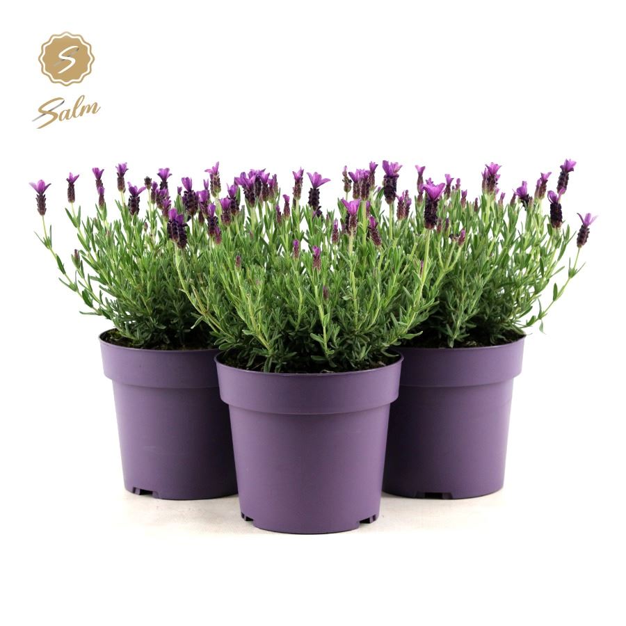 Picture of Lavandula st. 'Anouk'® Collection P19