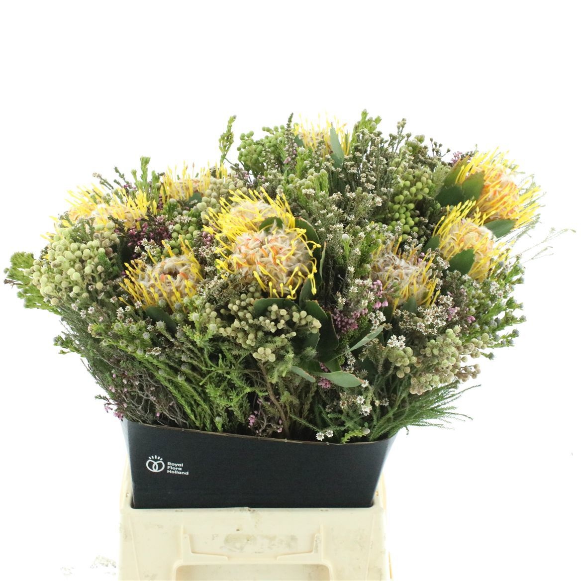 Protea Bouquet Per Bunch 50cm
