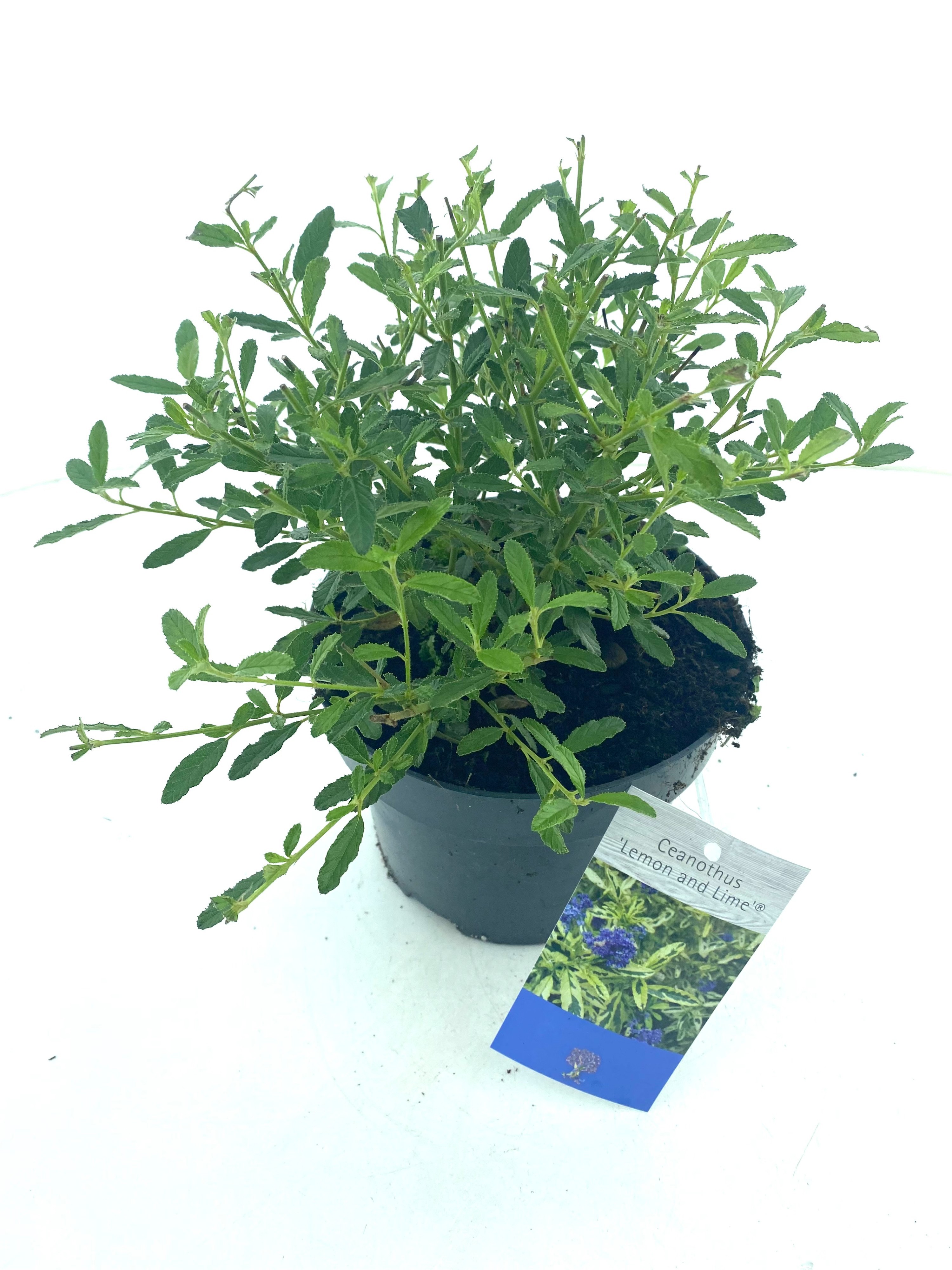 Ceanothus 'Lemon and Lime'