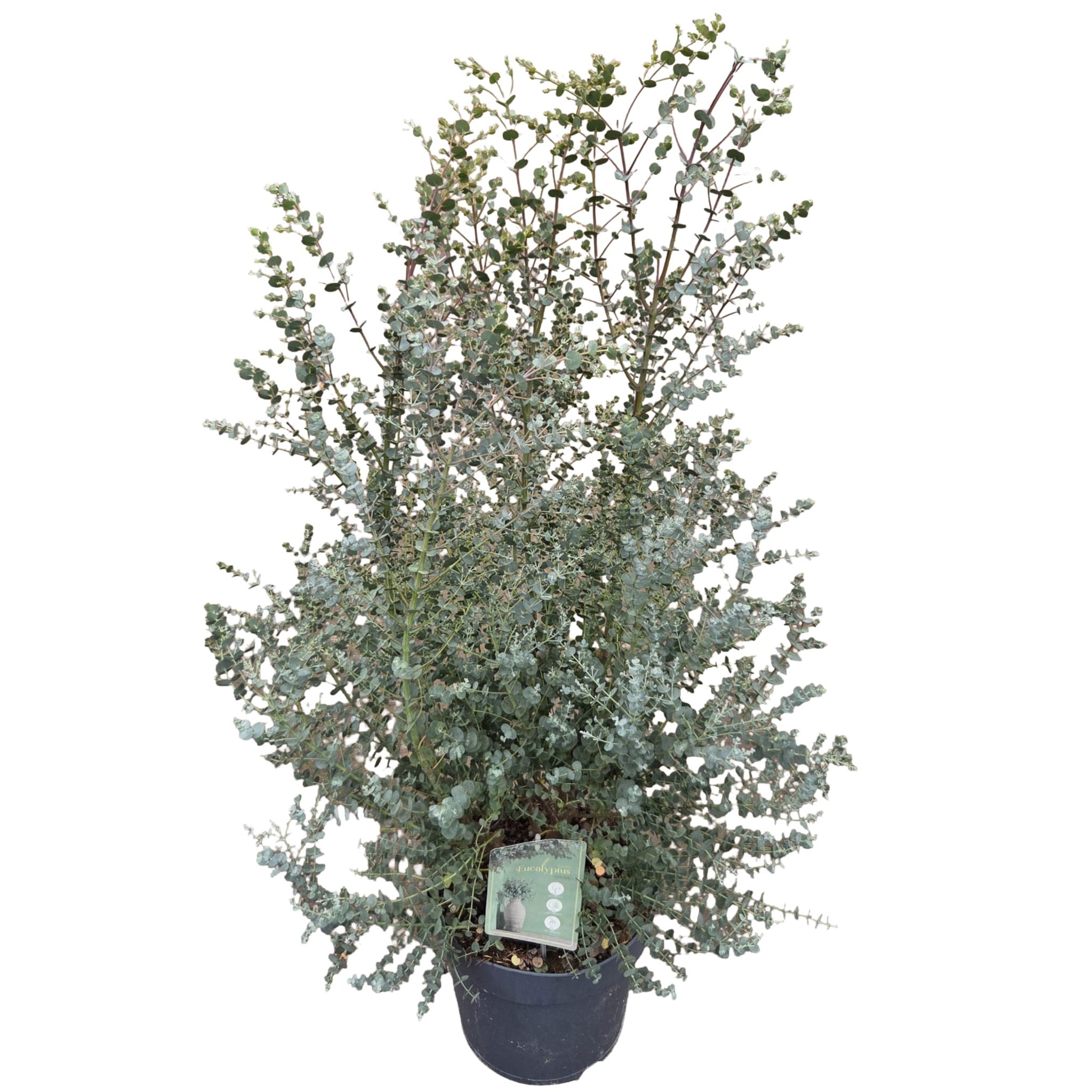 Eucalyptus gunnii Azura ('Cagire')