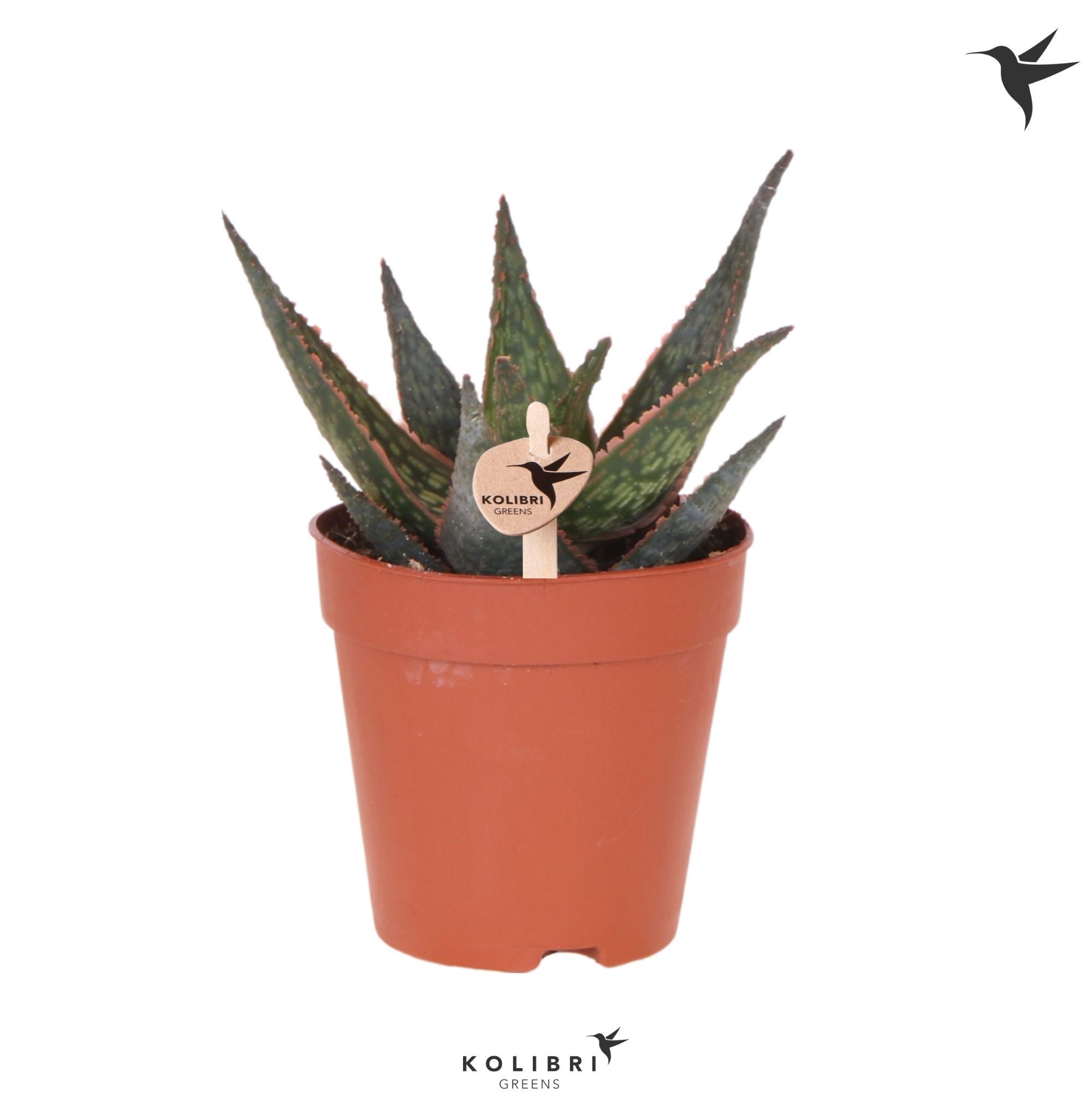 Aloe Kolibri Greens Succulenten Aloë Liponi