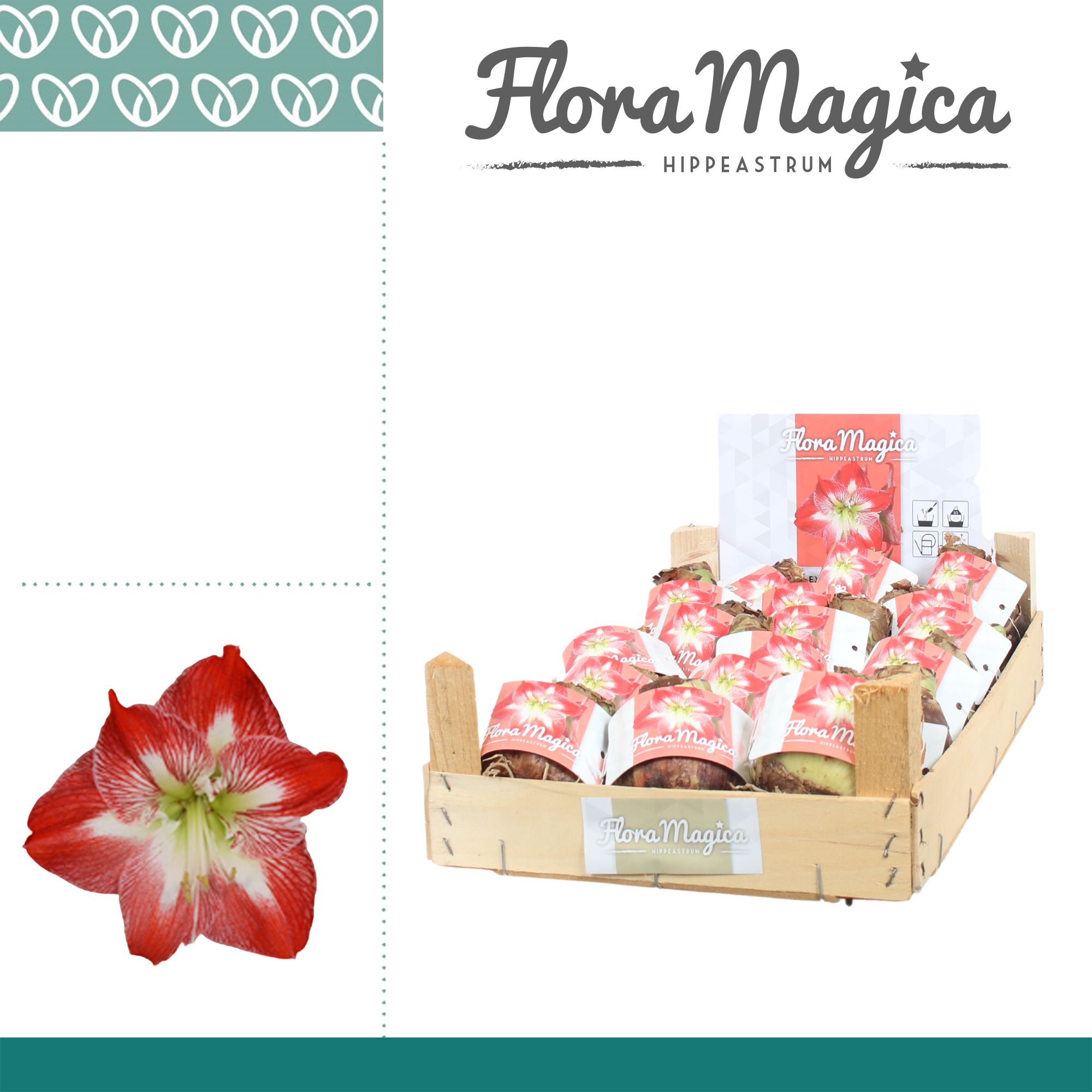 Amaryllis Bulb Gestreept in Wooden Crate