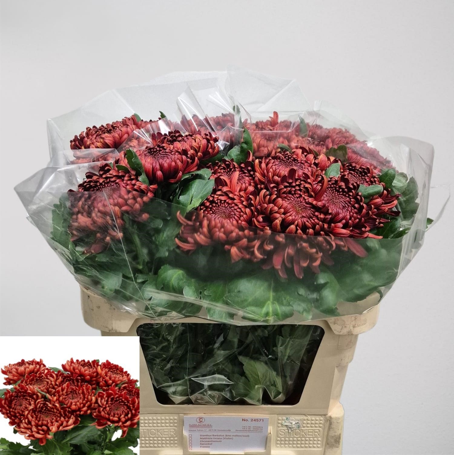 Chrys Single Ankara Red 70cm 145gram
