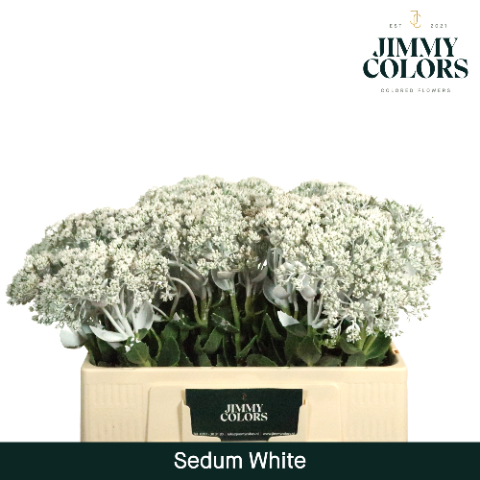 Sedum L55 White