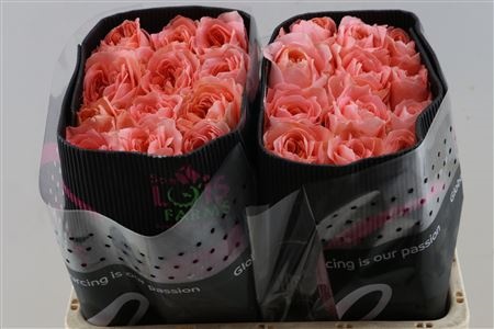 Rosa 60cm