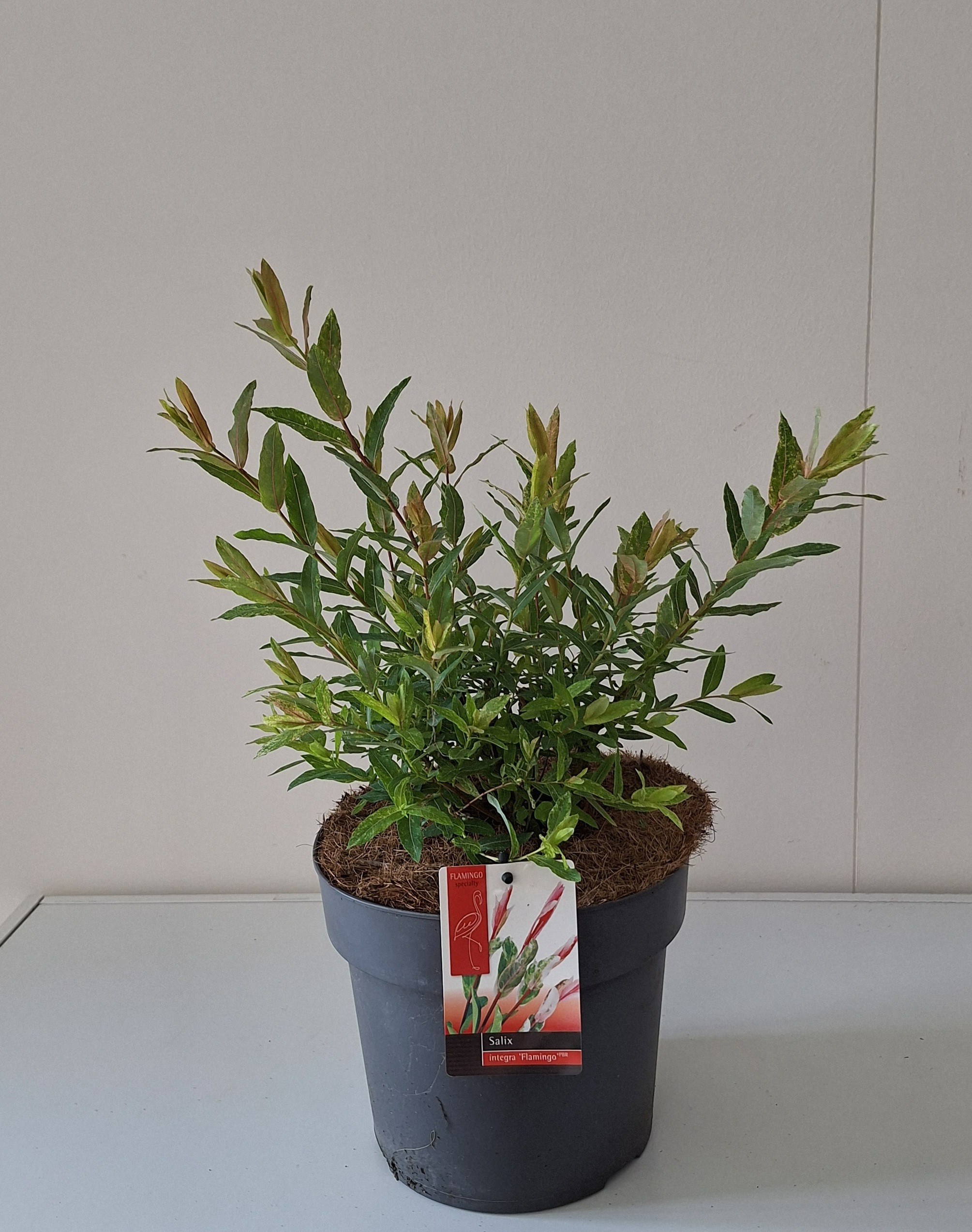 Picture of Salix integra Flamingo P19 (3 Ltr) BUSH (LOOSE)