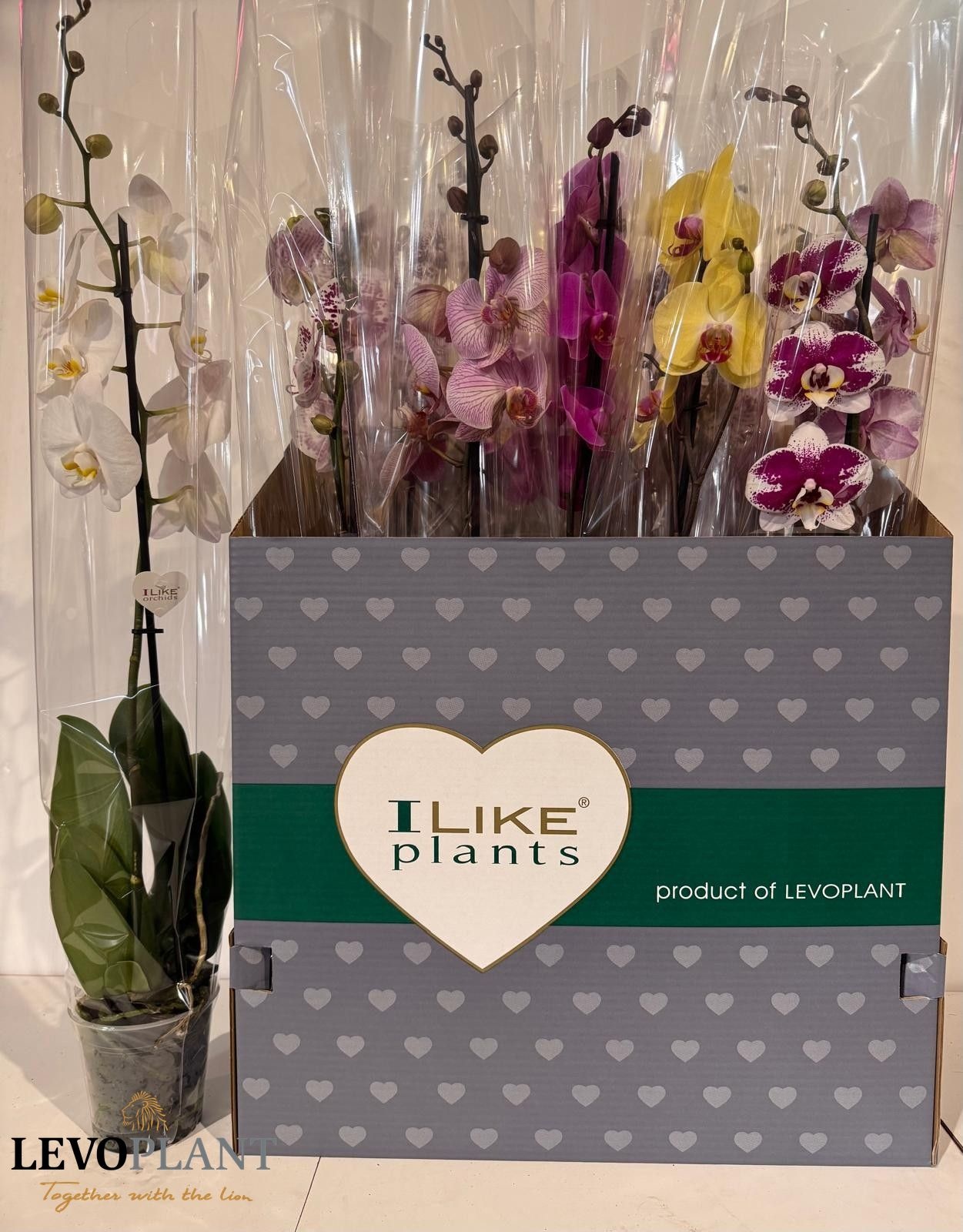 Phalaenopsis Asst 12Ø 75cm