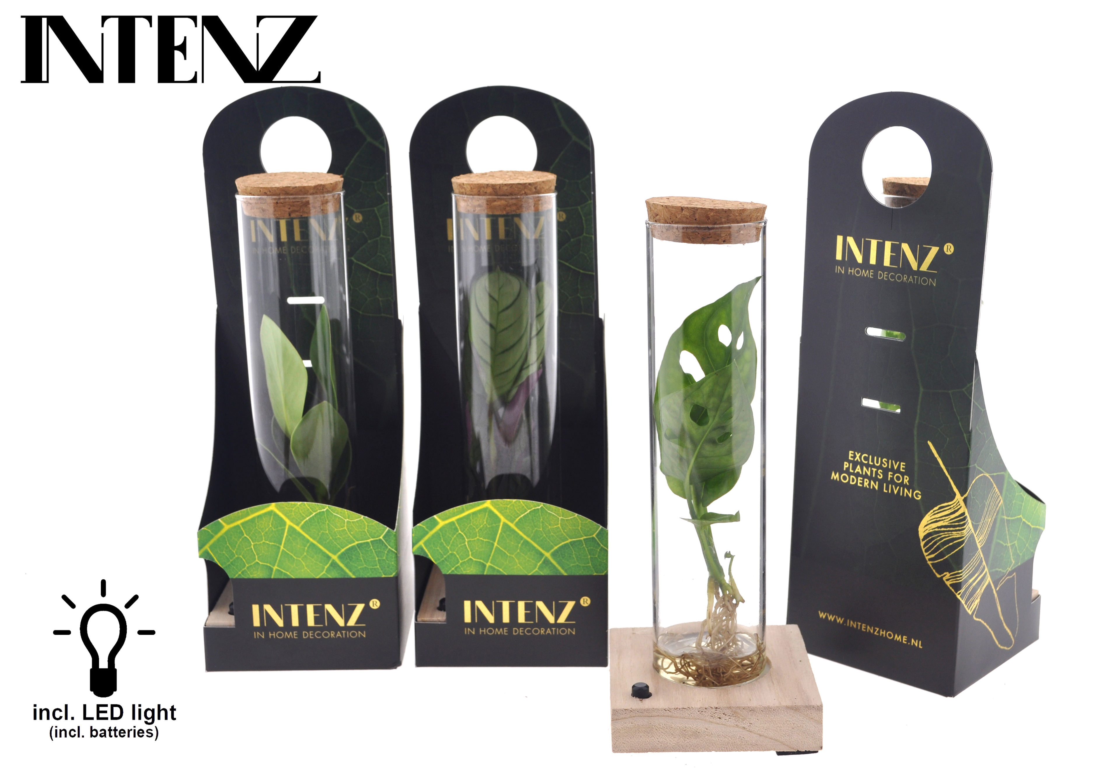 Picture of Hydroponic Houseplants in Tube glass + LED + giftbox P7 15CM