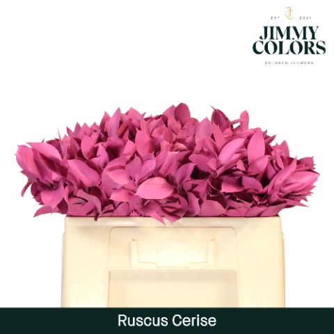 Ruscus L50 Cerise