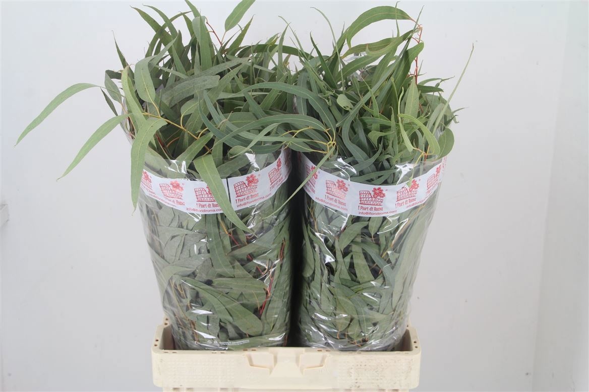 Eucalyptus Bnch Pauciflora 60cm 200gram