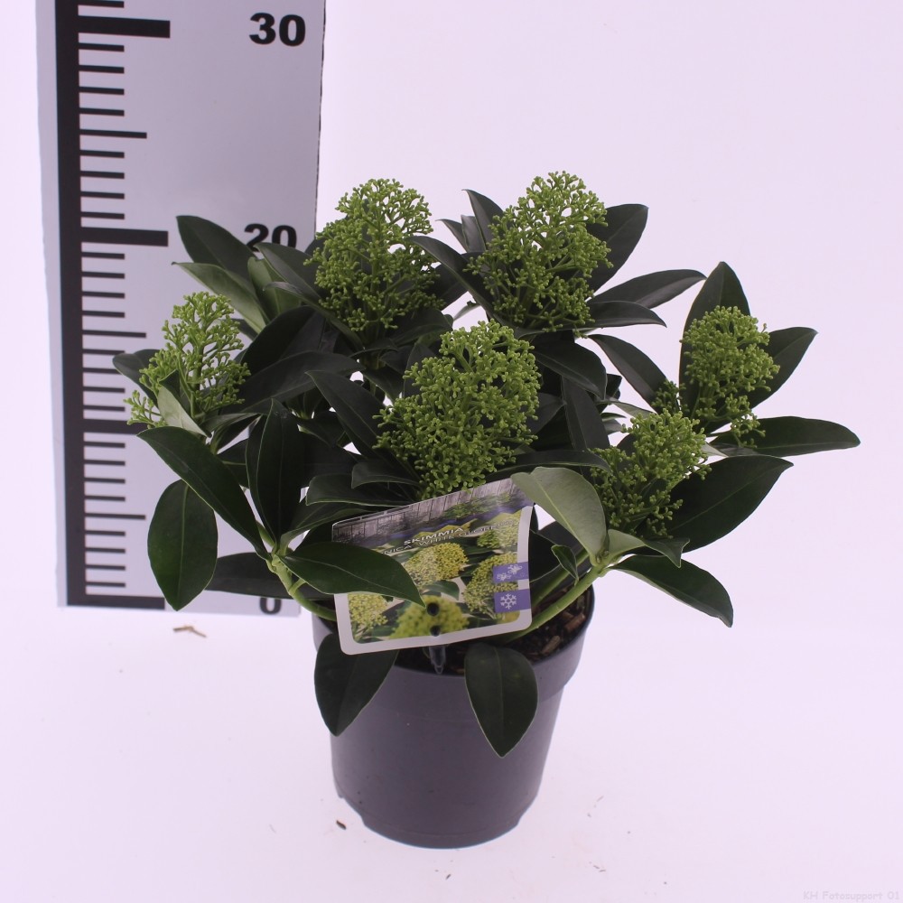 Picture of Skimmia jap. 'White Globe'