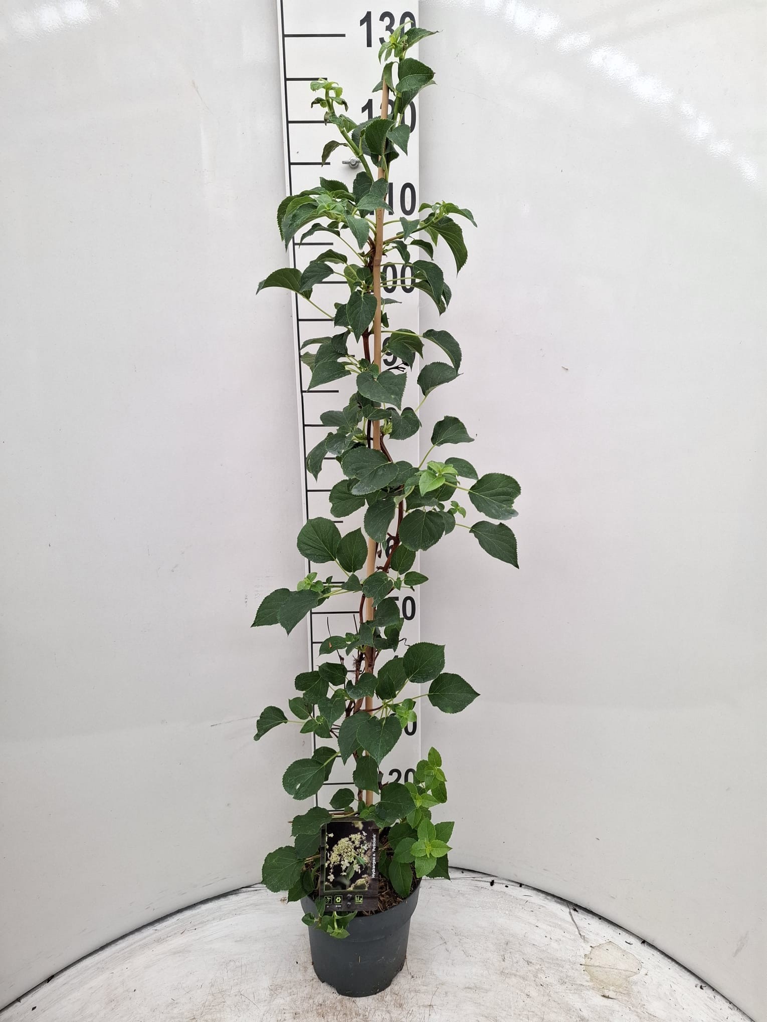 Hydrangea anomala petiolaris